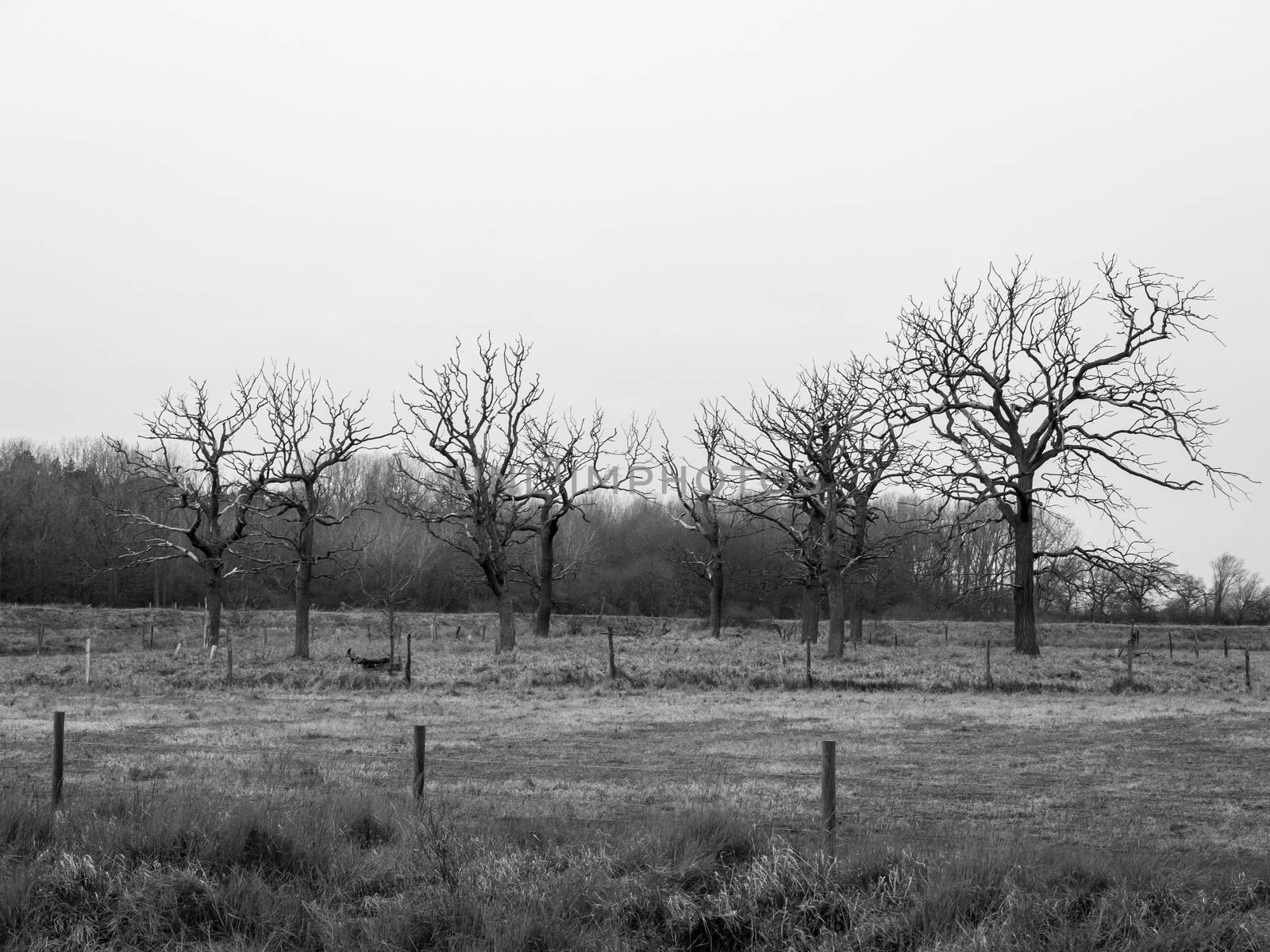 black and white circle of bare branch trees field special nature country; essex; england; uk