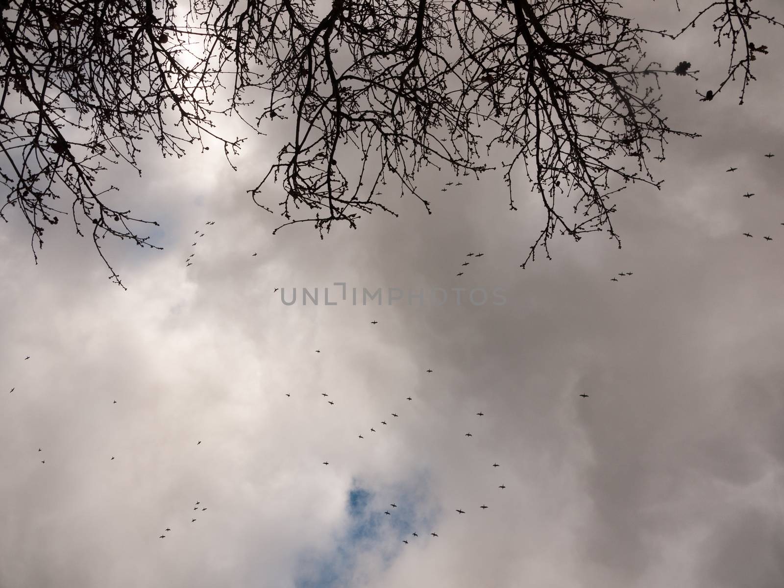 flock of geese in gray overcast autumn sky migrating flying overhead; essex; england; uk