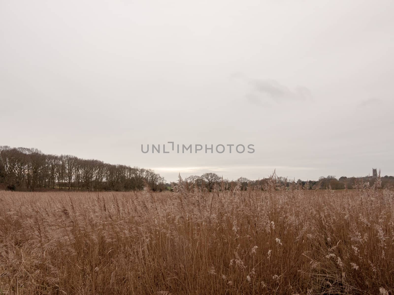 golden grass reeds winter white cloudy sky landscape; essex; england; uk