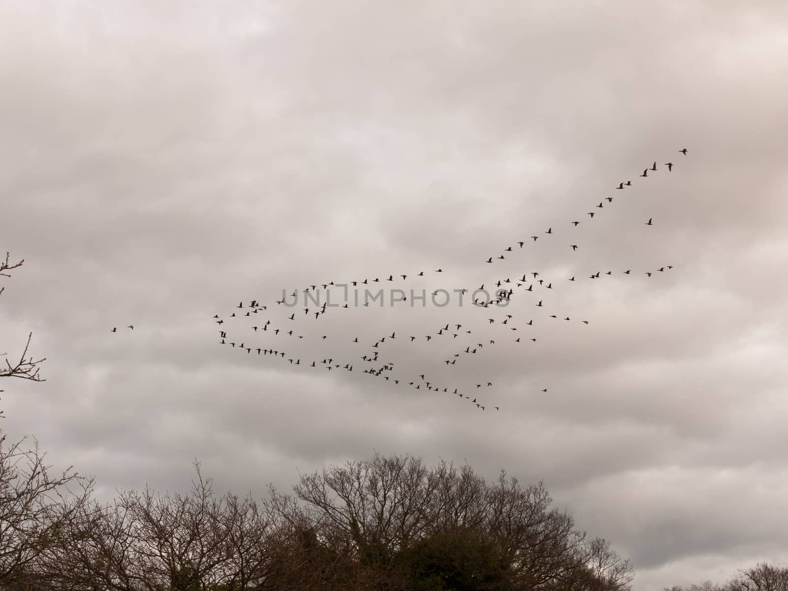 sky flock of birds cloudy moody overcast weather migration by callumrc