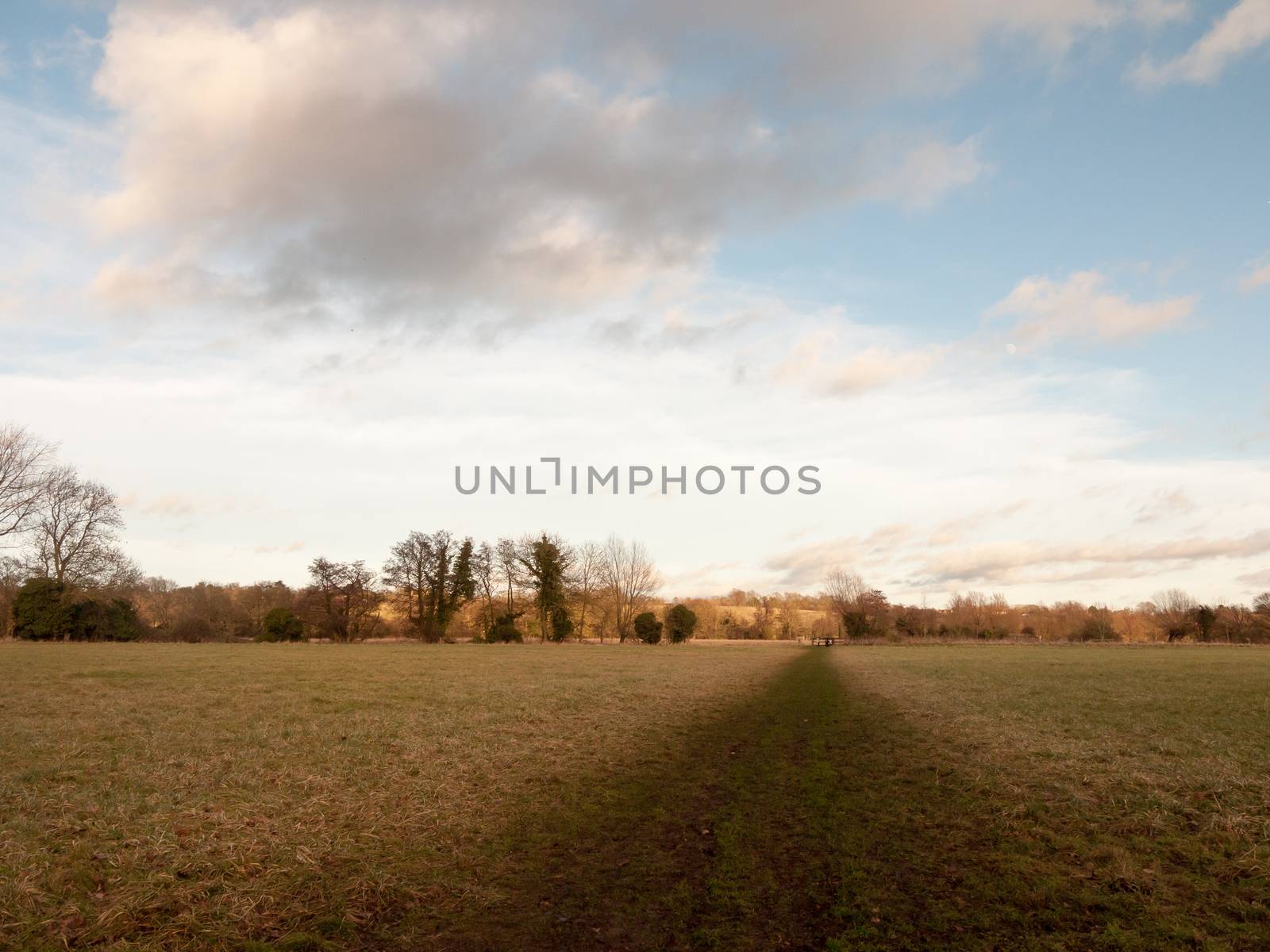 muddy brown pathway through farm field grass winter bare trees; essex; england; uk