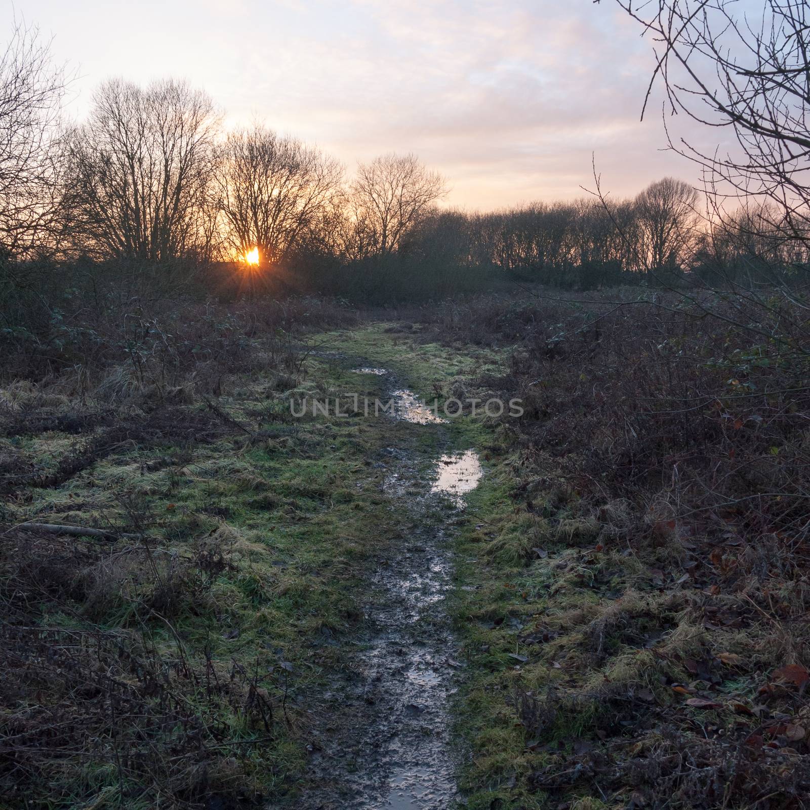 wet waterlogged country muddy path trail walkway sunset silhouette trees; essex; england; uk