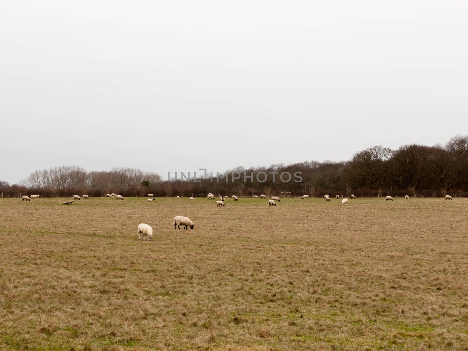herd of grazing sheep in field grassland white sky autumn winter; essex; england; uk