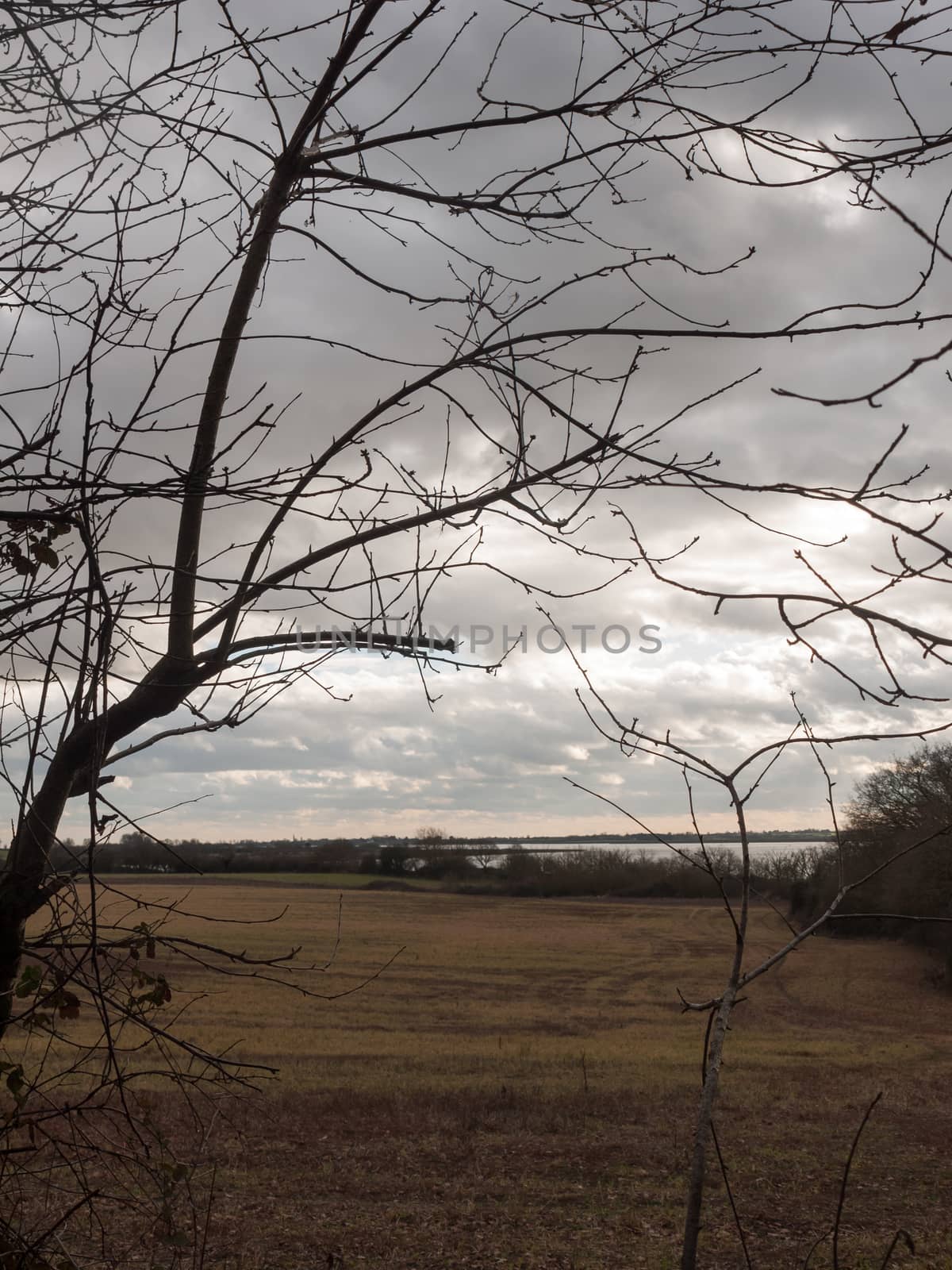 tree branch autumn winter silhouette farm field barren; essex; england; uk