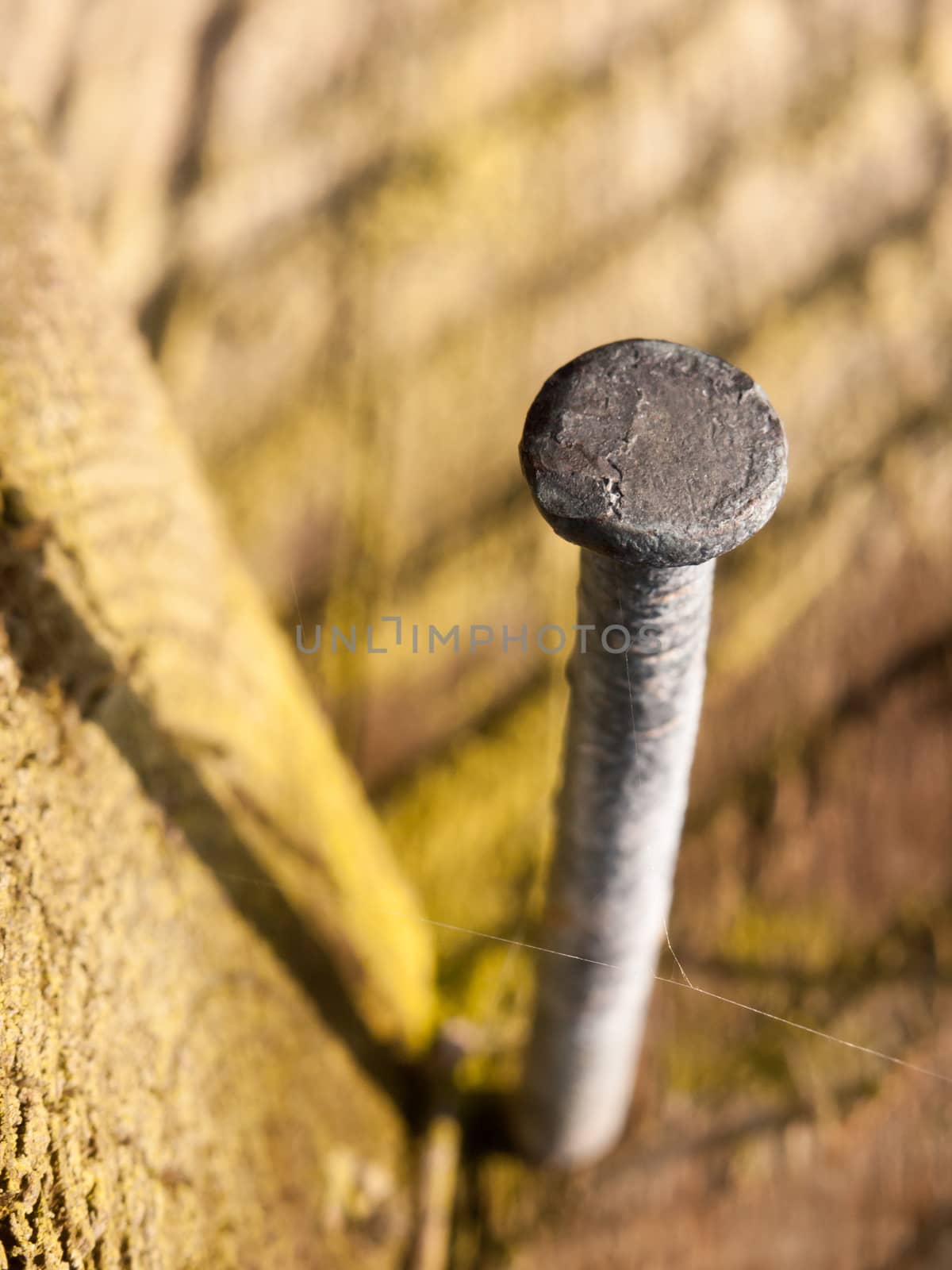 close up of stuck out metal nail in wood bent; essex; england; uk