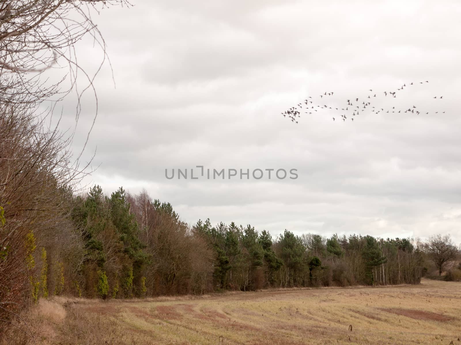 sky flock of birds cloudy moody overcast weather migration by callumrc