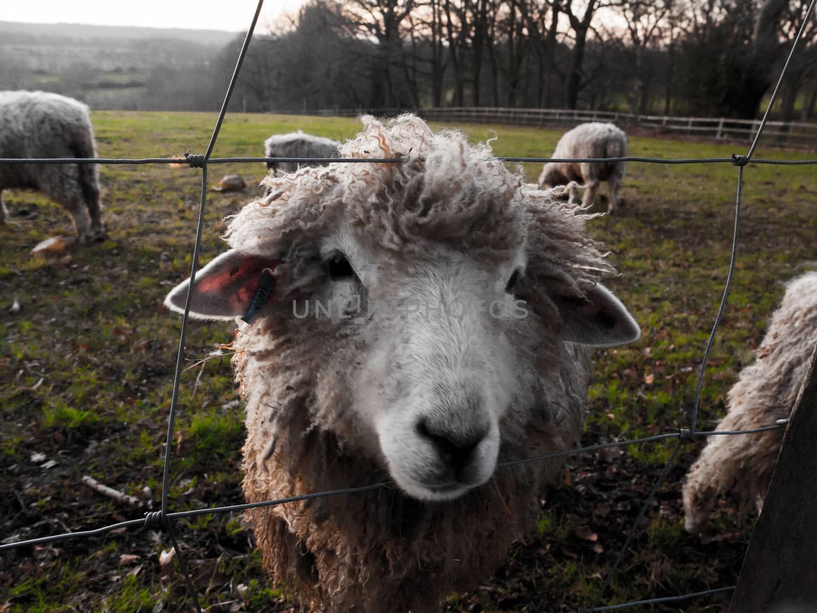 close up english uk farm sheep feeding grazing autumn cold; essex; england; uk
