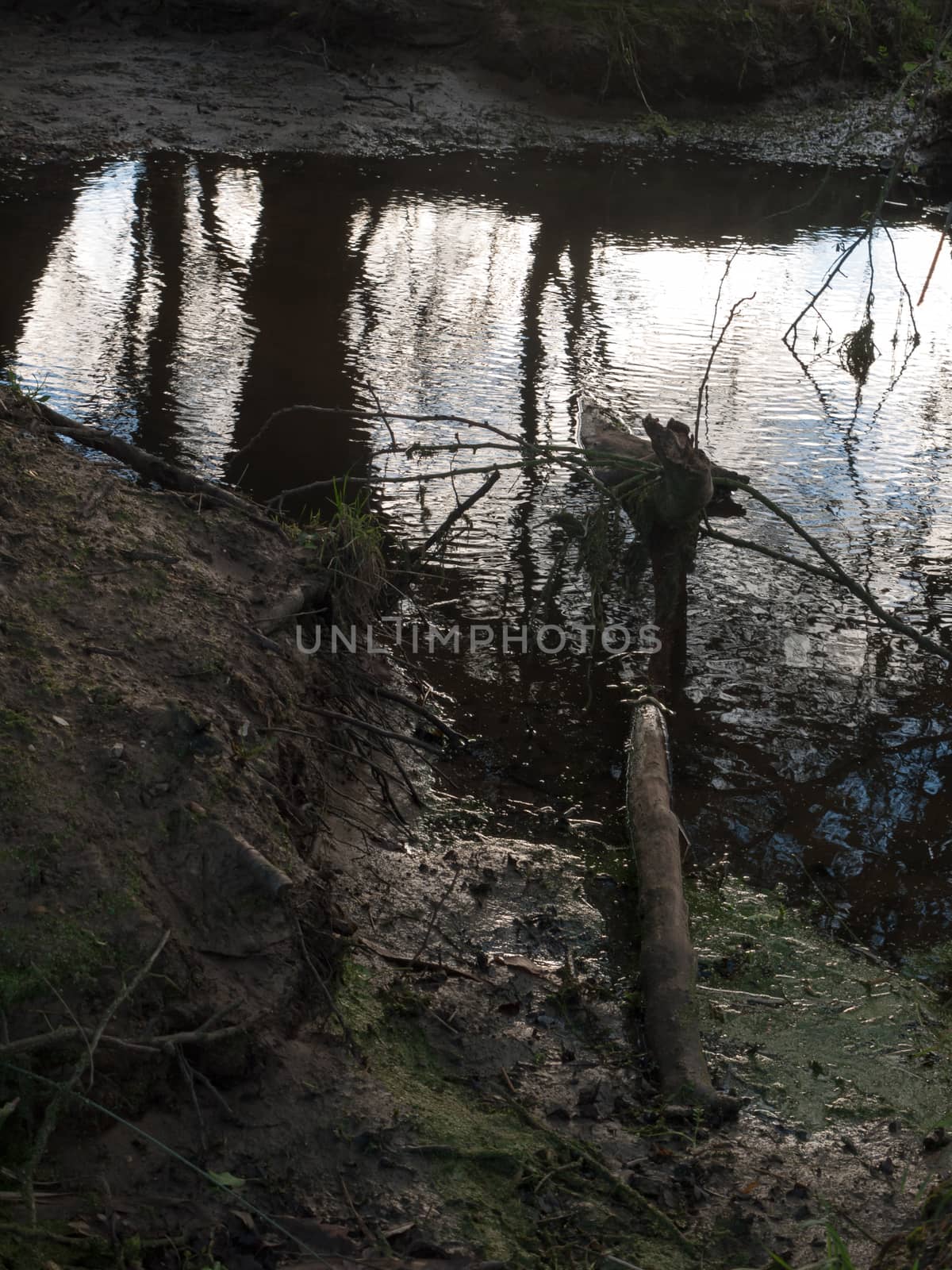 dark inside under tree canopy stream water silhouettes; essex; england; uk
