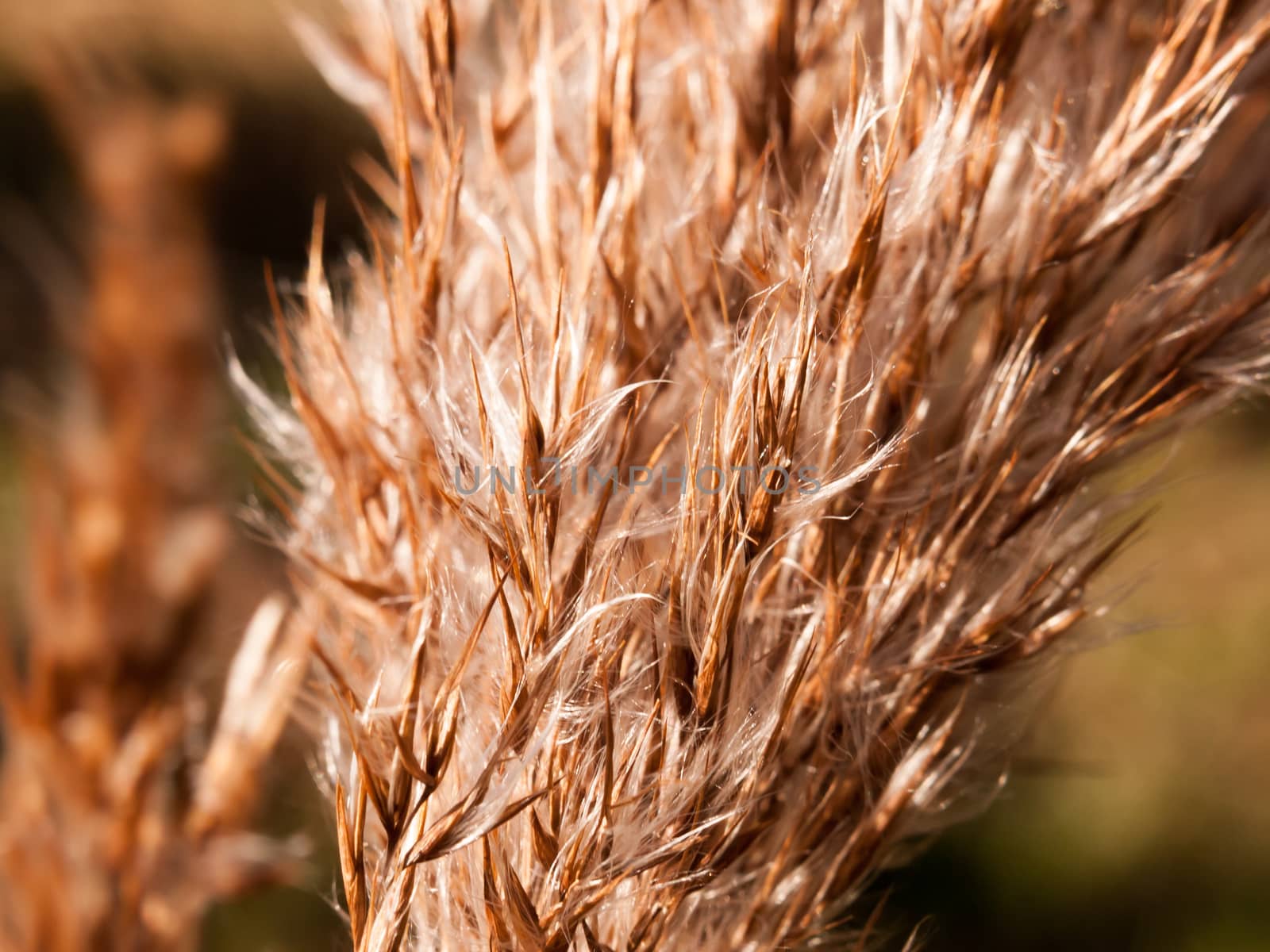 close up of reed grass golden flower heads windy special; essex; england; uk