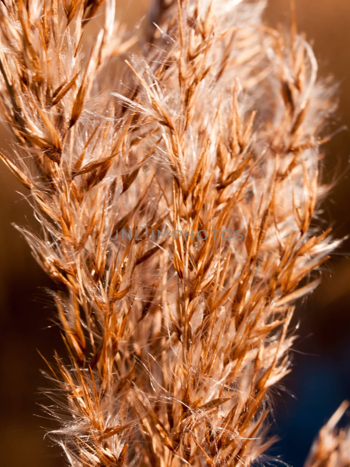 close up of reed grass golden flower heads windy special; essex; england; uk