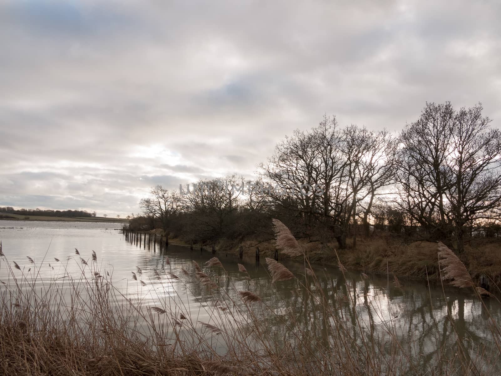 uk autumn winter grey cloudy bay scene outside river branches; essex; england; uk