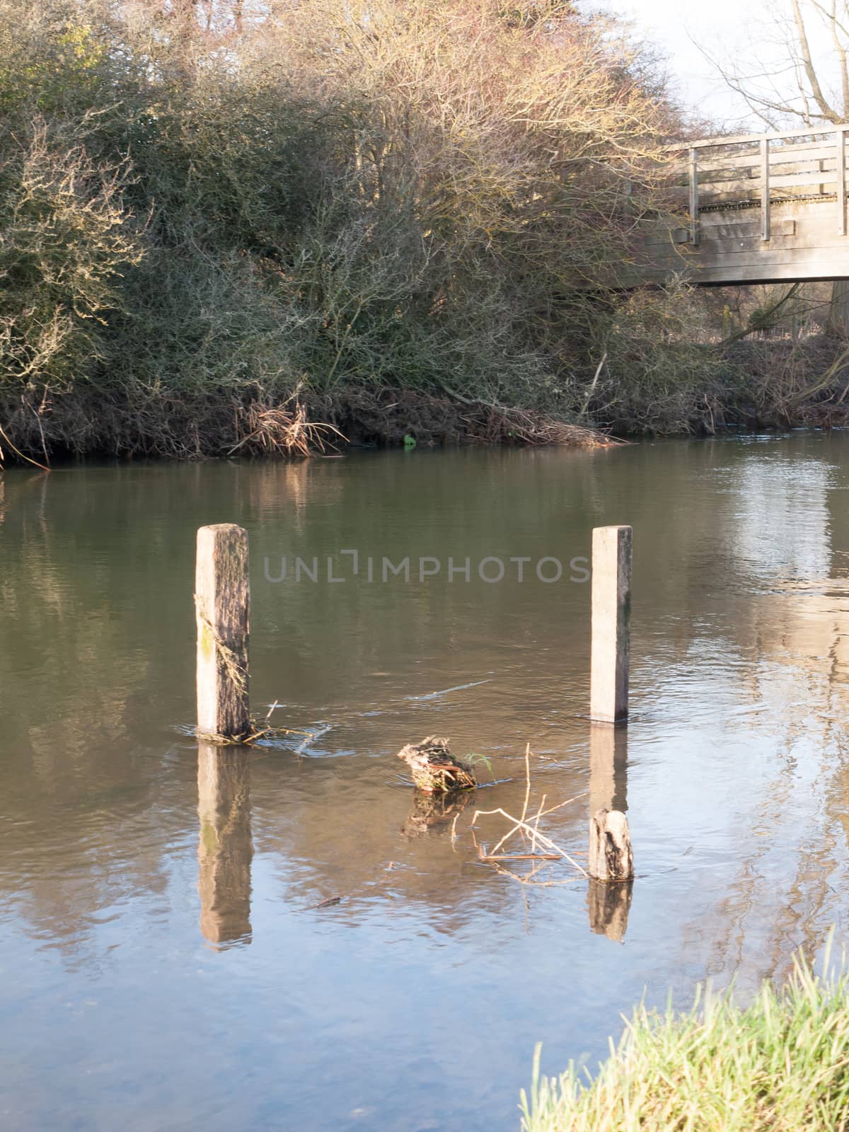 old dead wood stumps standing in river lake water landscape; essex; england; uk