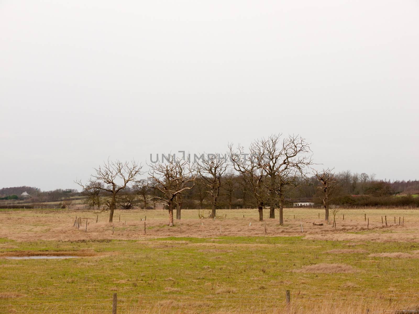 circle of bare branch trees field special nature country; essex; england; uk