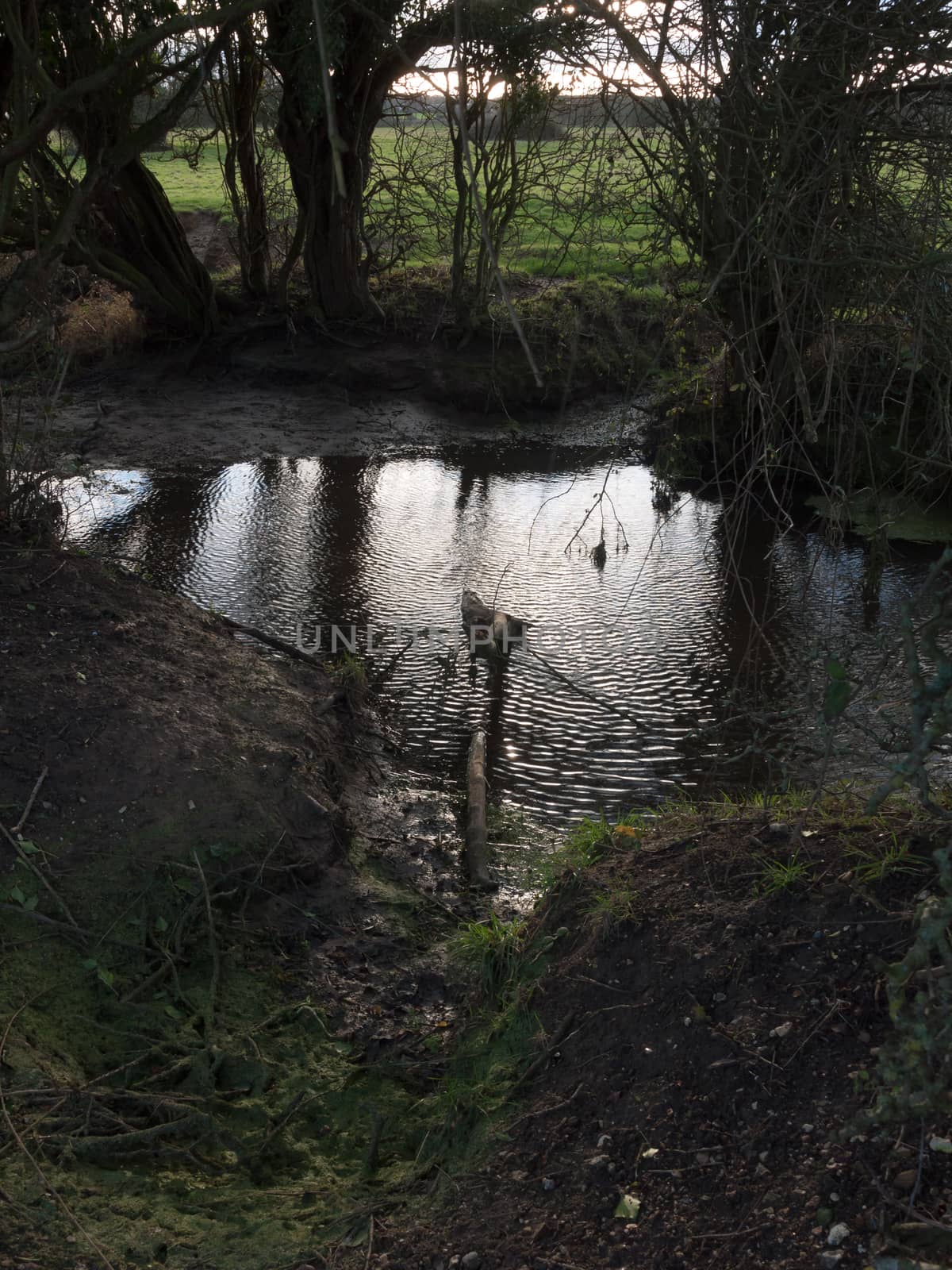 dark inside under tree canopy stream water silhouettes; essex; england; uk