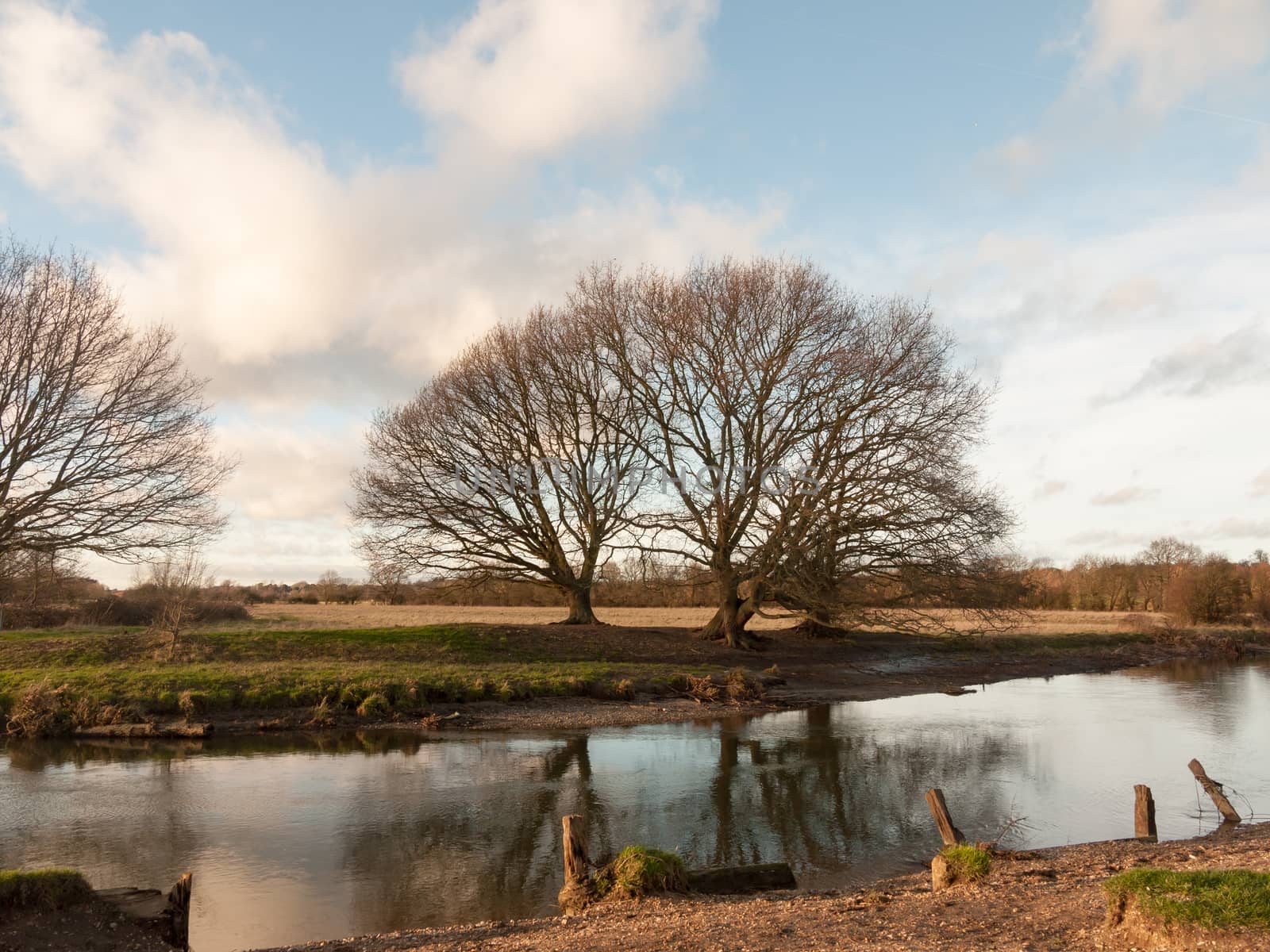 large bare tree branches over lake river country winter ; essex; england; uk