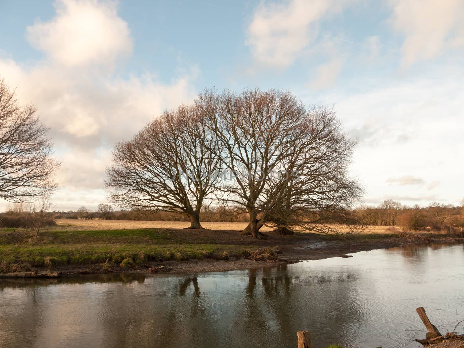 large bare tree branches over lake river country winter ; essex; england; uk