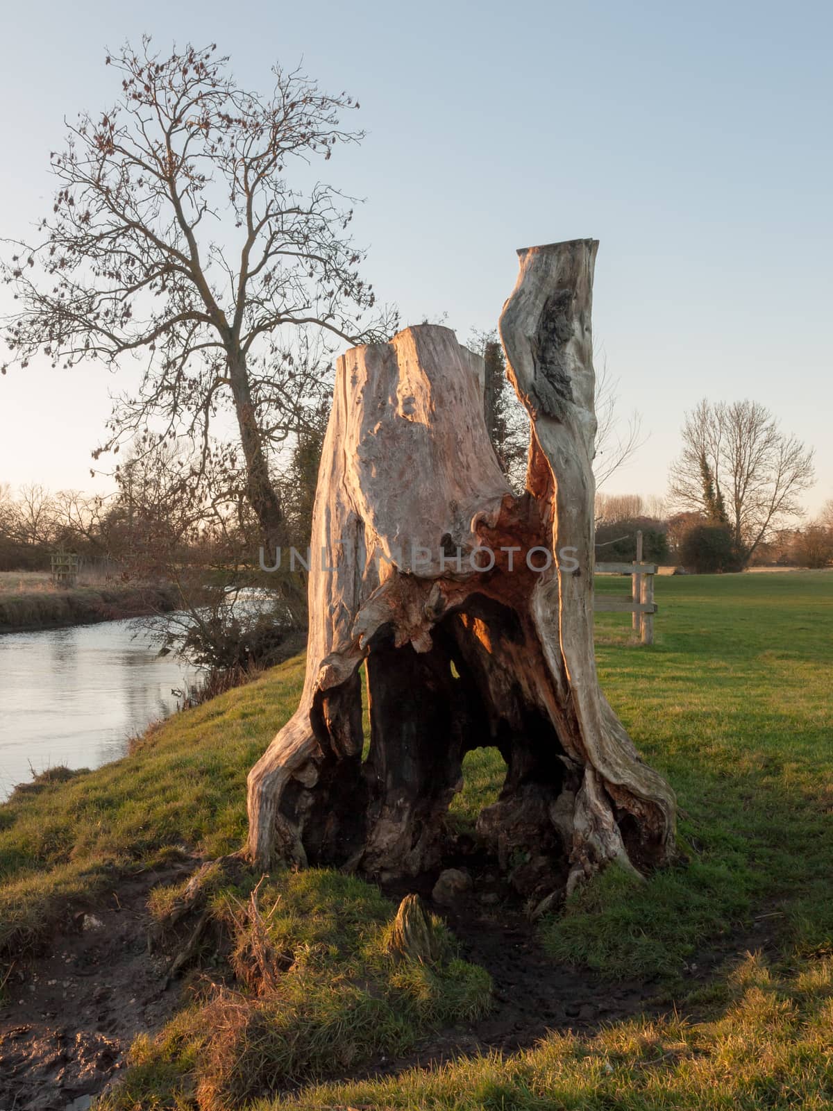 wooden stump special riverside bark stripped plain sculpture modern; essex; england; uk