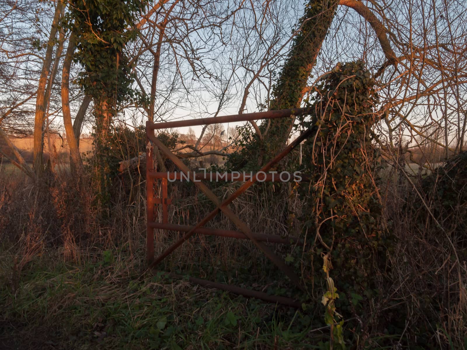 old rusty country gate abandoned sunset special; essex; england; uk
