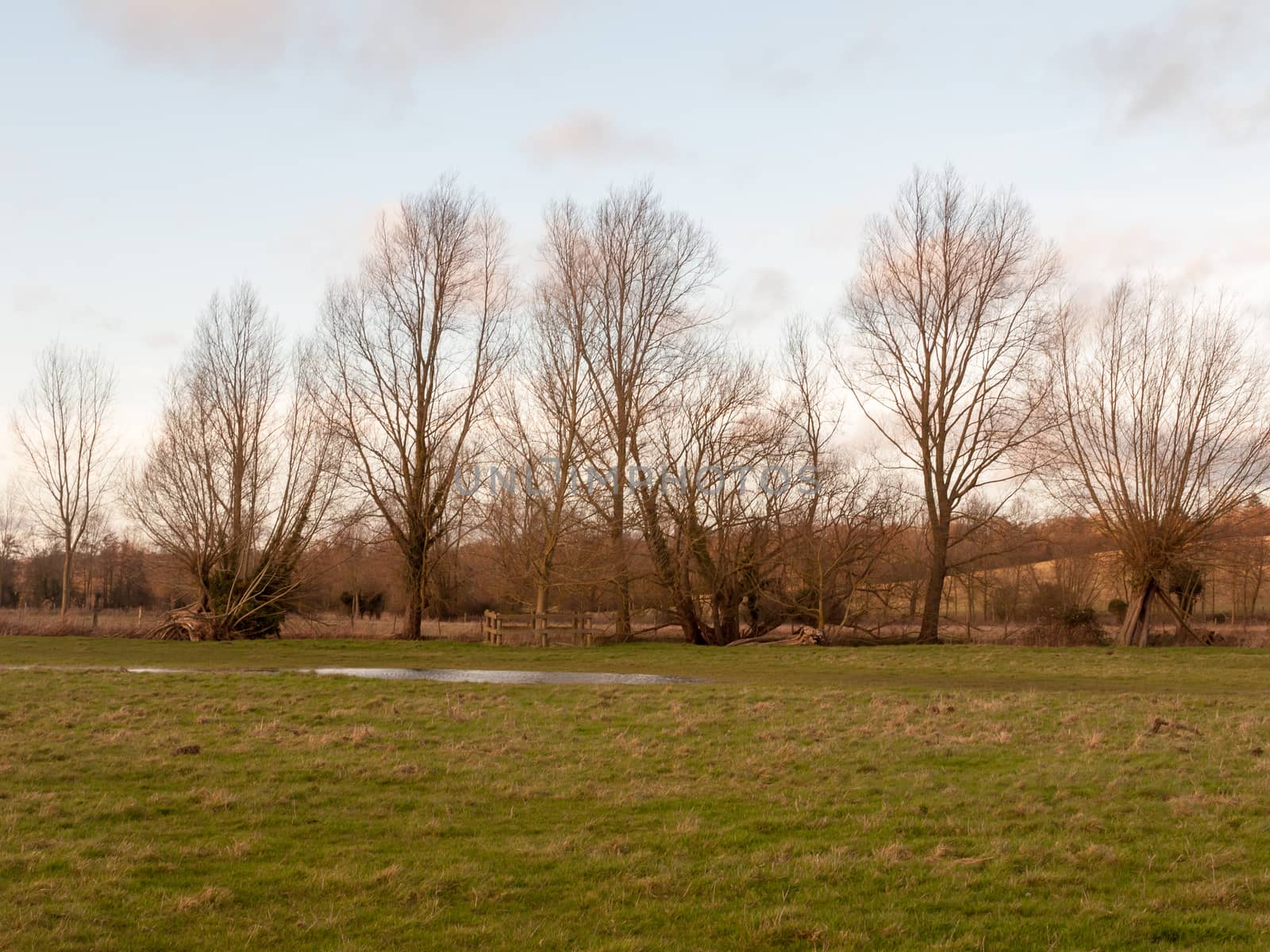 bare trees dedham country autumn winter field outside nature landscape; essex; england; uk