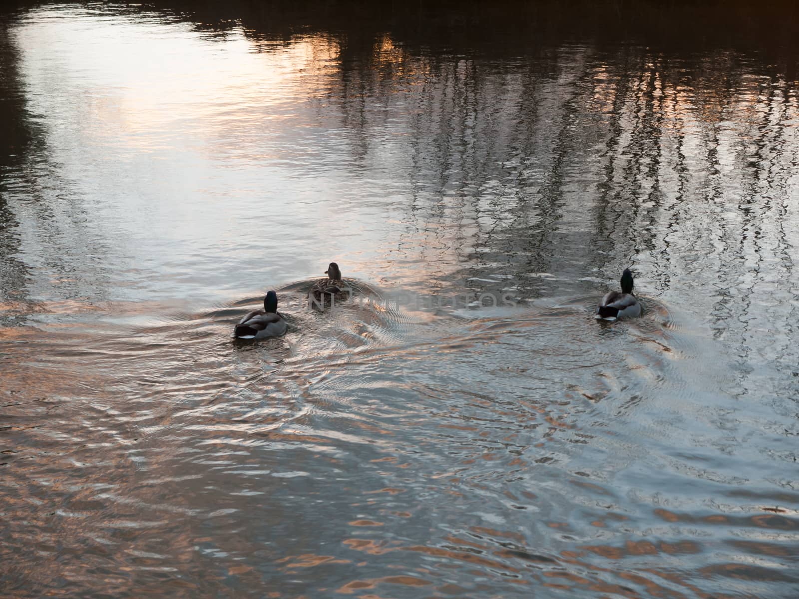 three mallards swimming away water wave stream sunset; essex; england; uk