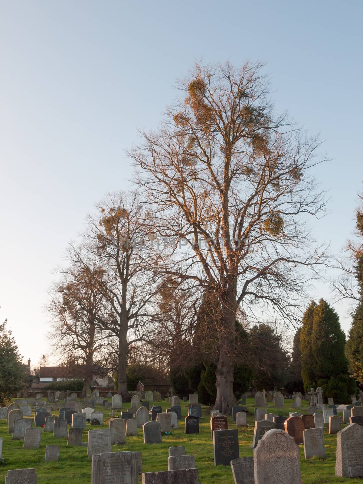 church cemetery with graves and trees country ; essex; england; uk