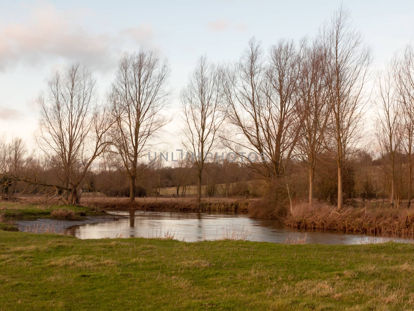 bare trees dedham country autumn winter field outside nature landscape; essex; england; uk