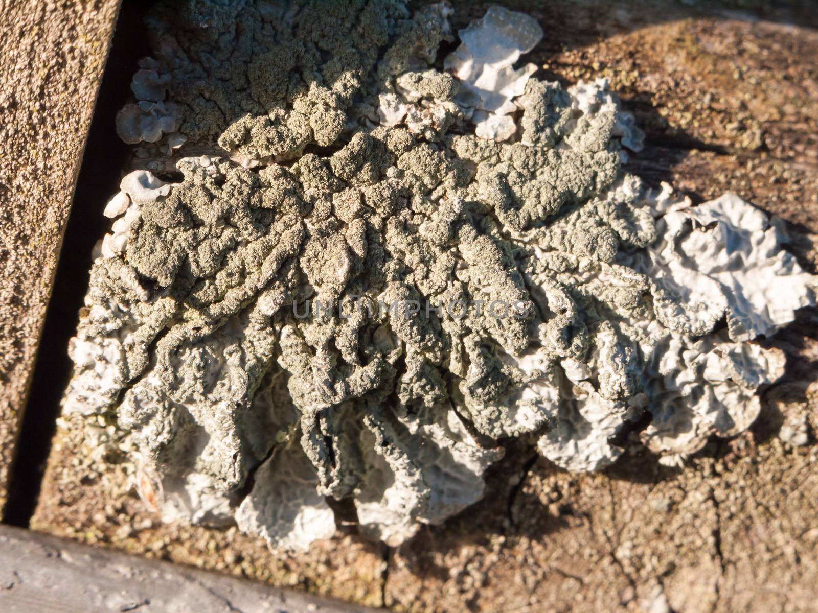 close up of patch of white gray lichen moss; essex; england; uk