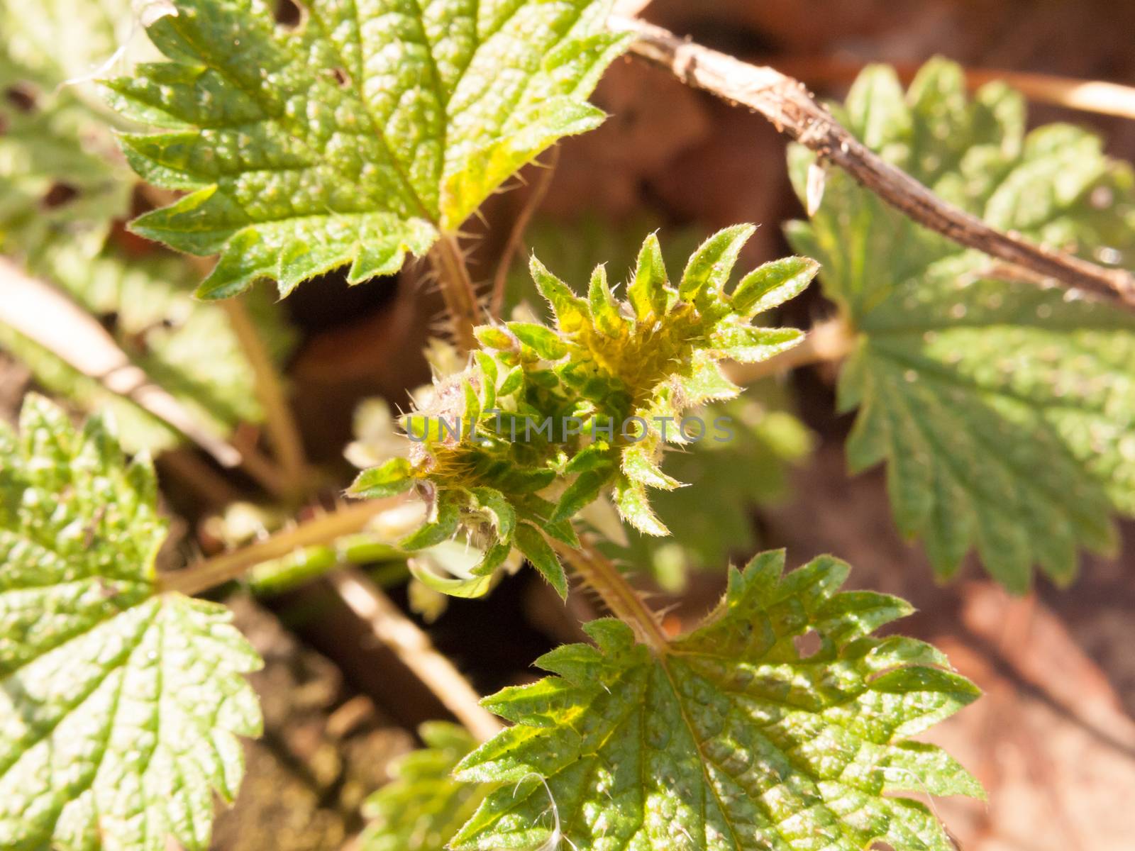 close up of new shoots of dead nettle plant leaves; essex; england; uk