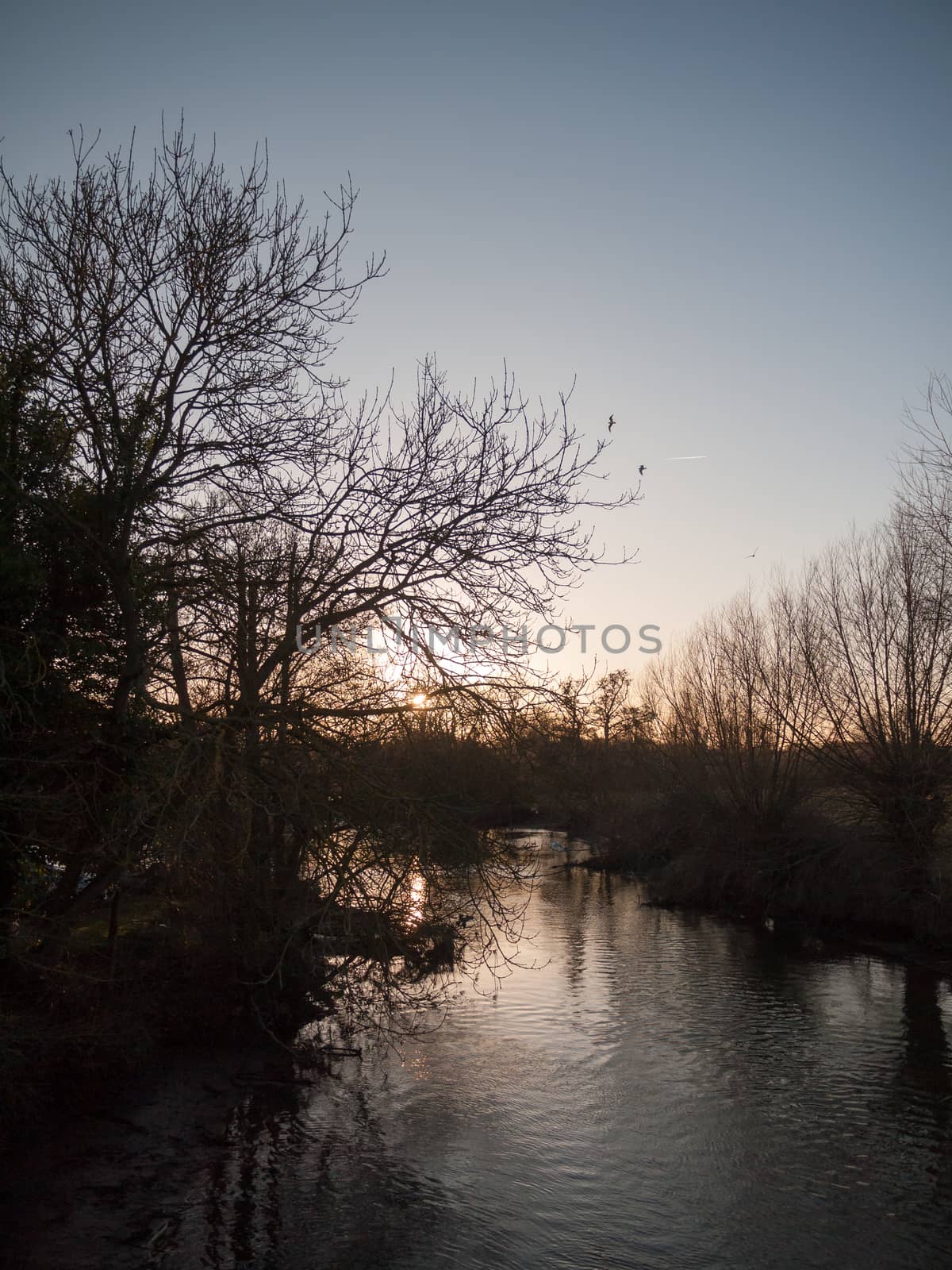 nighttime autumn lake bare branch trees river birds by callumrc