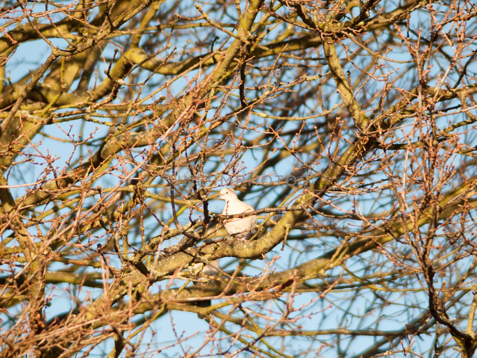 pigeon dove sat in trees bare branches autumn sky; essex; england; uk