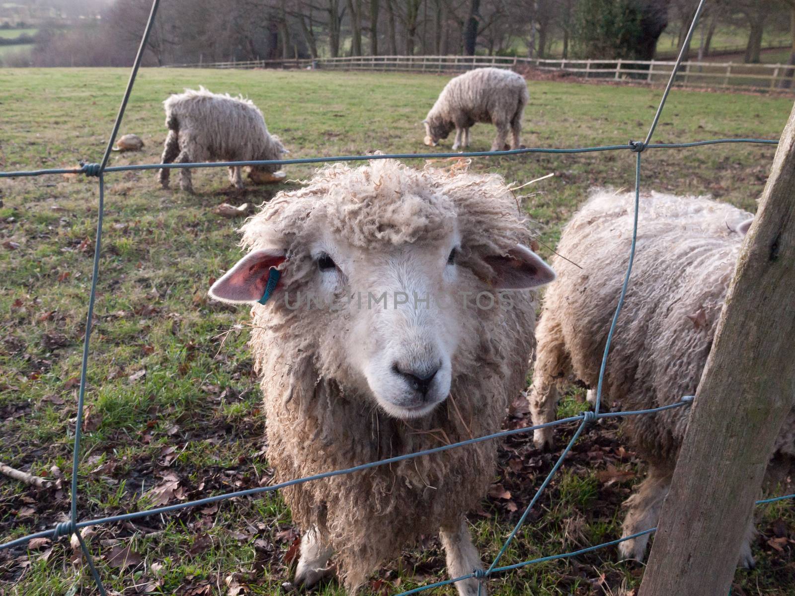 close up english uk farm sheep feeding grazing autumn cold; essex; england; uk