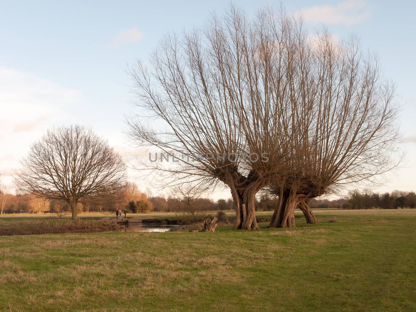 farm field grass winter bare trees dedham uk; essex; england; uk