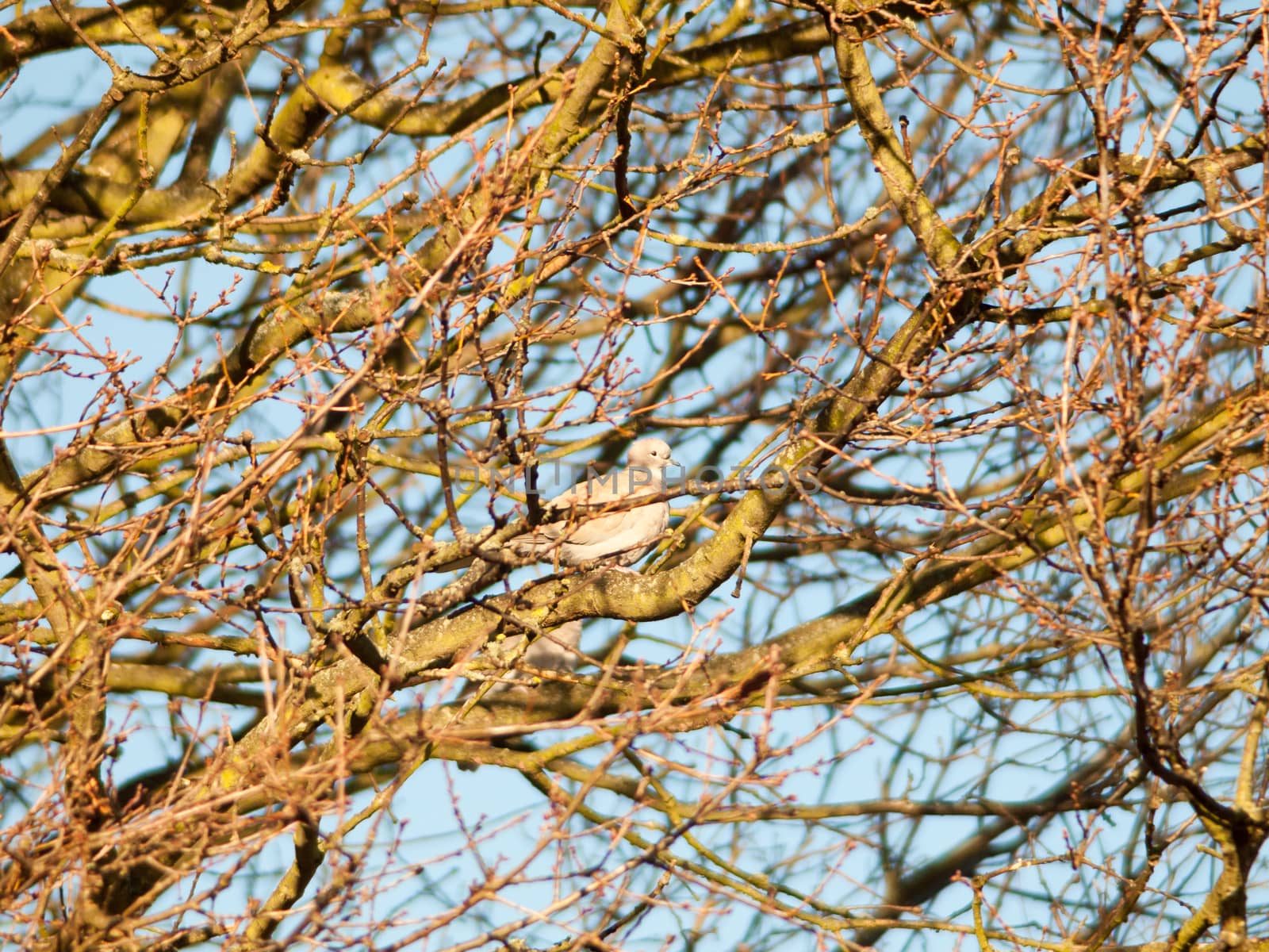 pigeon dove sat in trees bare branches autumn sky; essex; england; uk