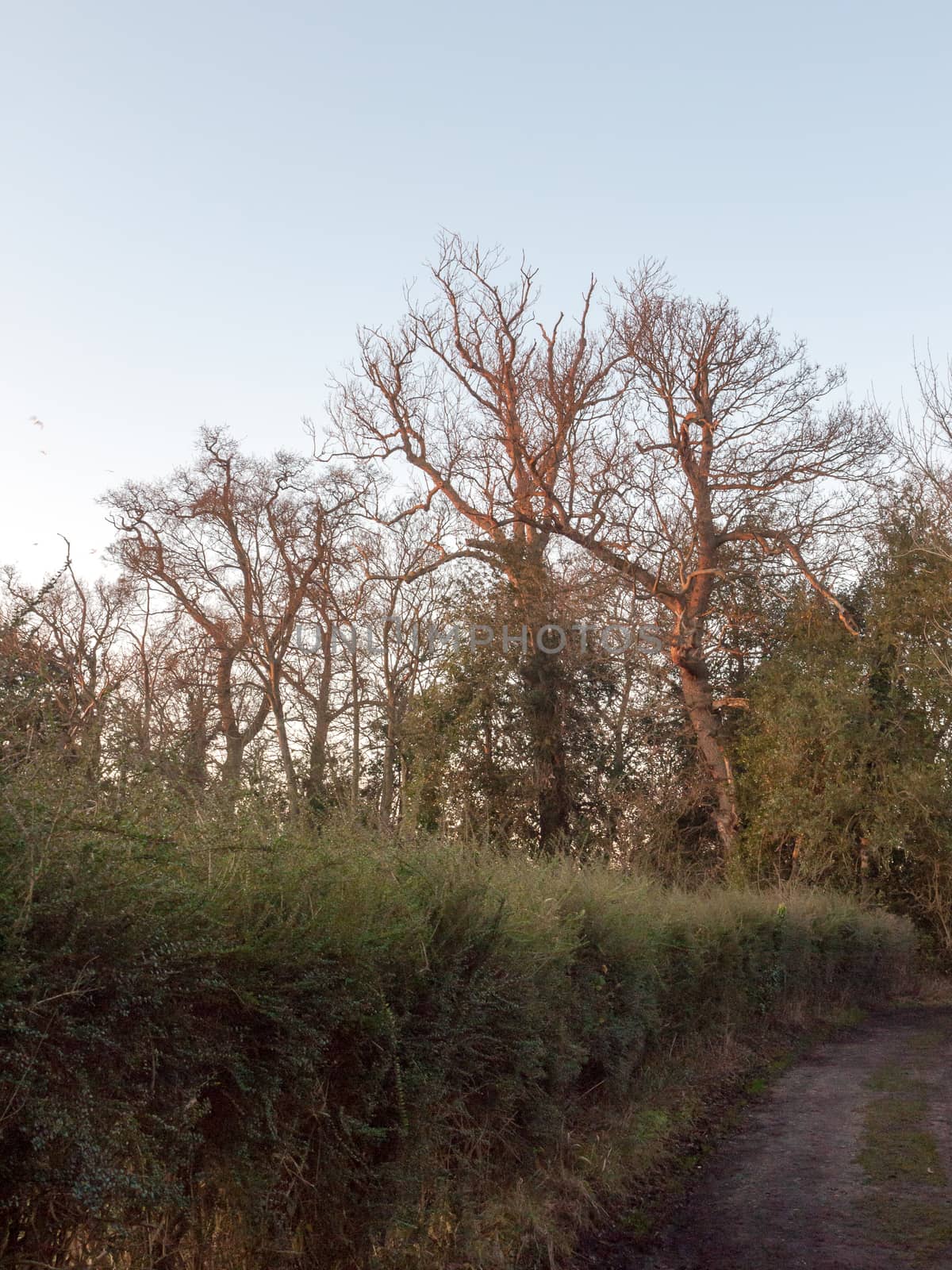 bare trees field autumn countryside sky no people by callumrc