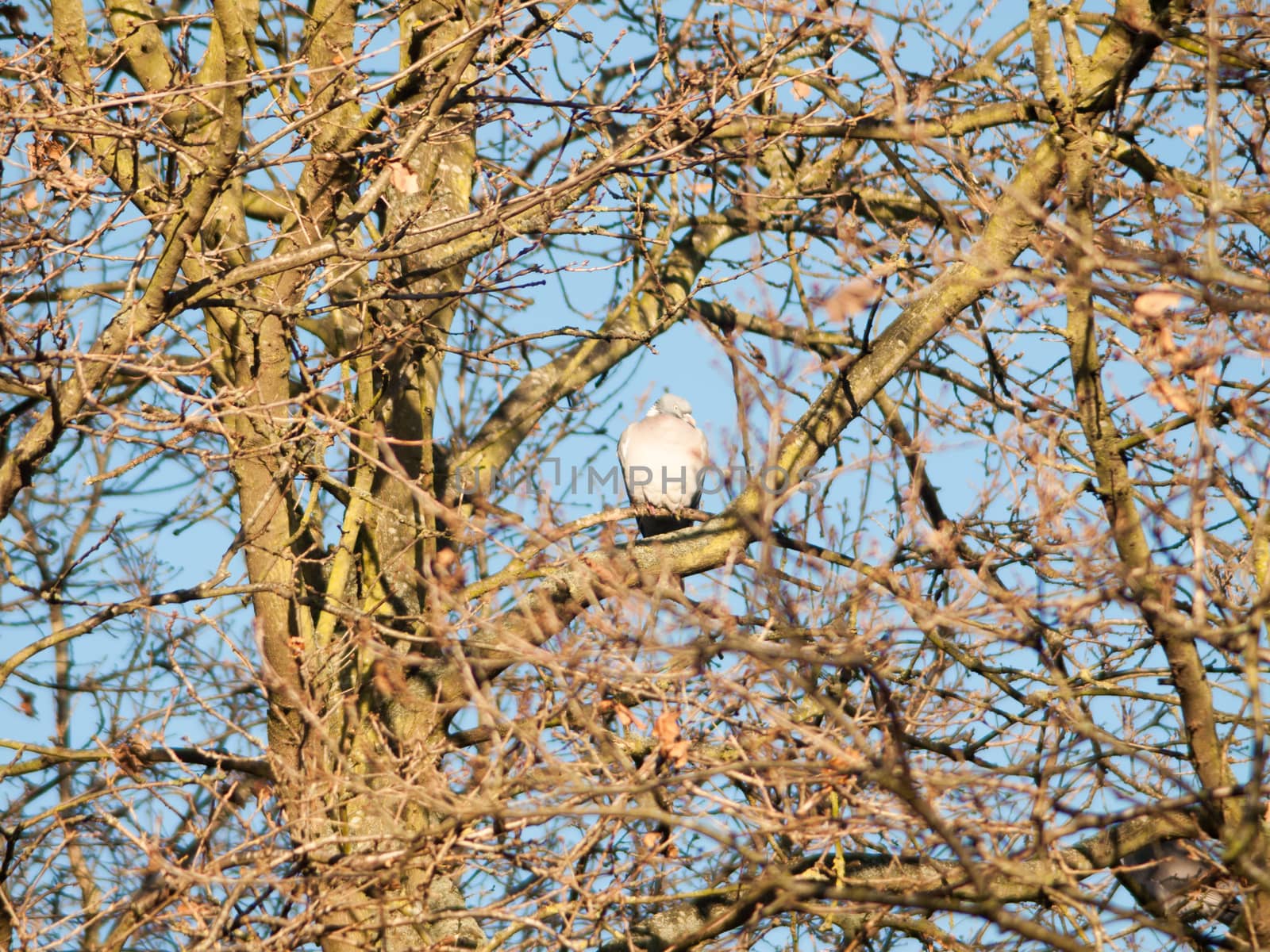 wood pigeon sitting up in tree high branches; essex; england; uk