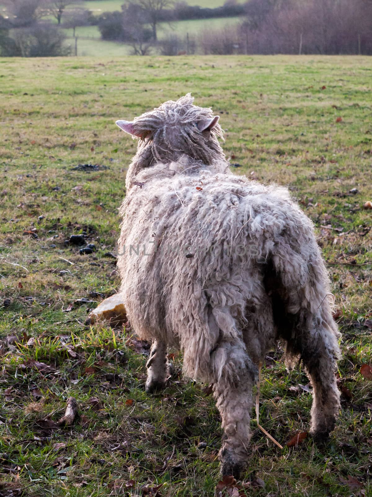 english uk farm sheep feeding grazing autumn cold; essex; england; uk