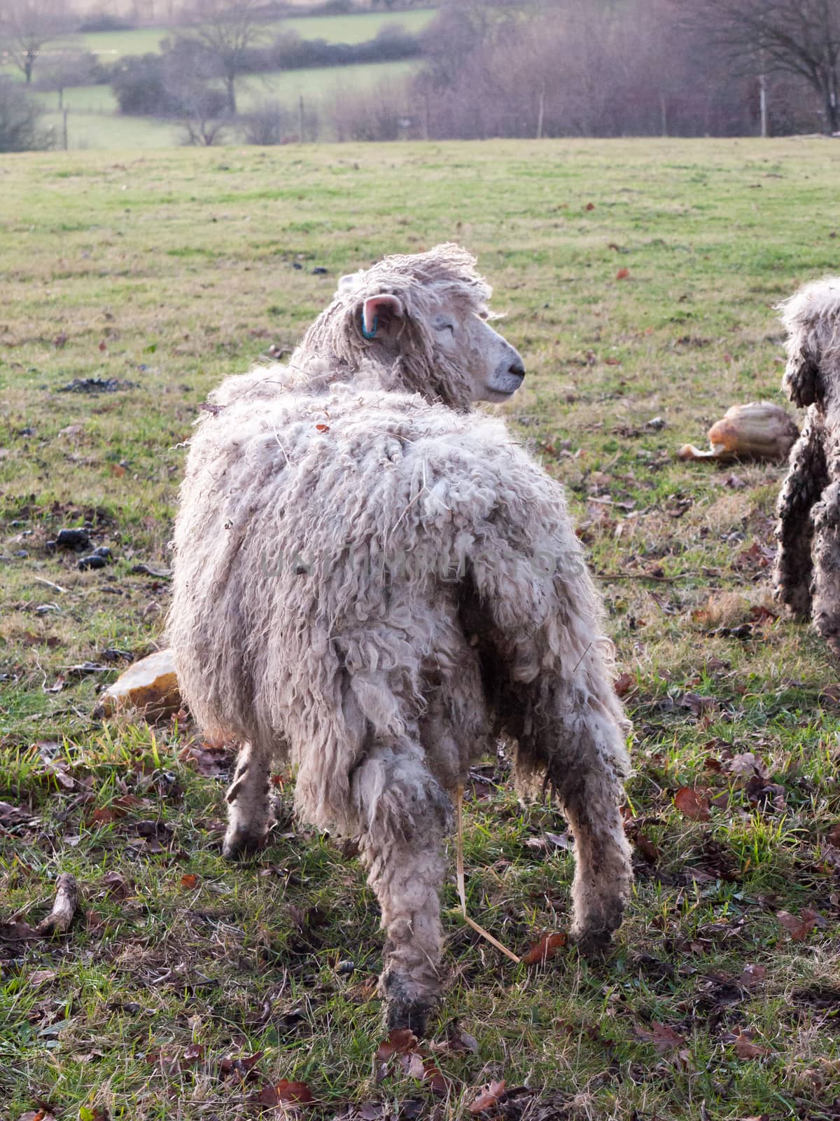 english uk farm sheep feeding grazing autumn cold; essex; england; uk
