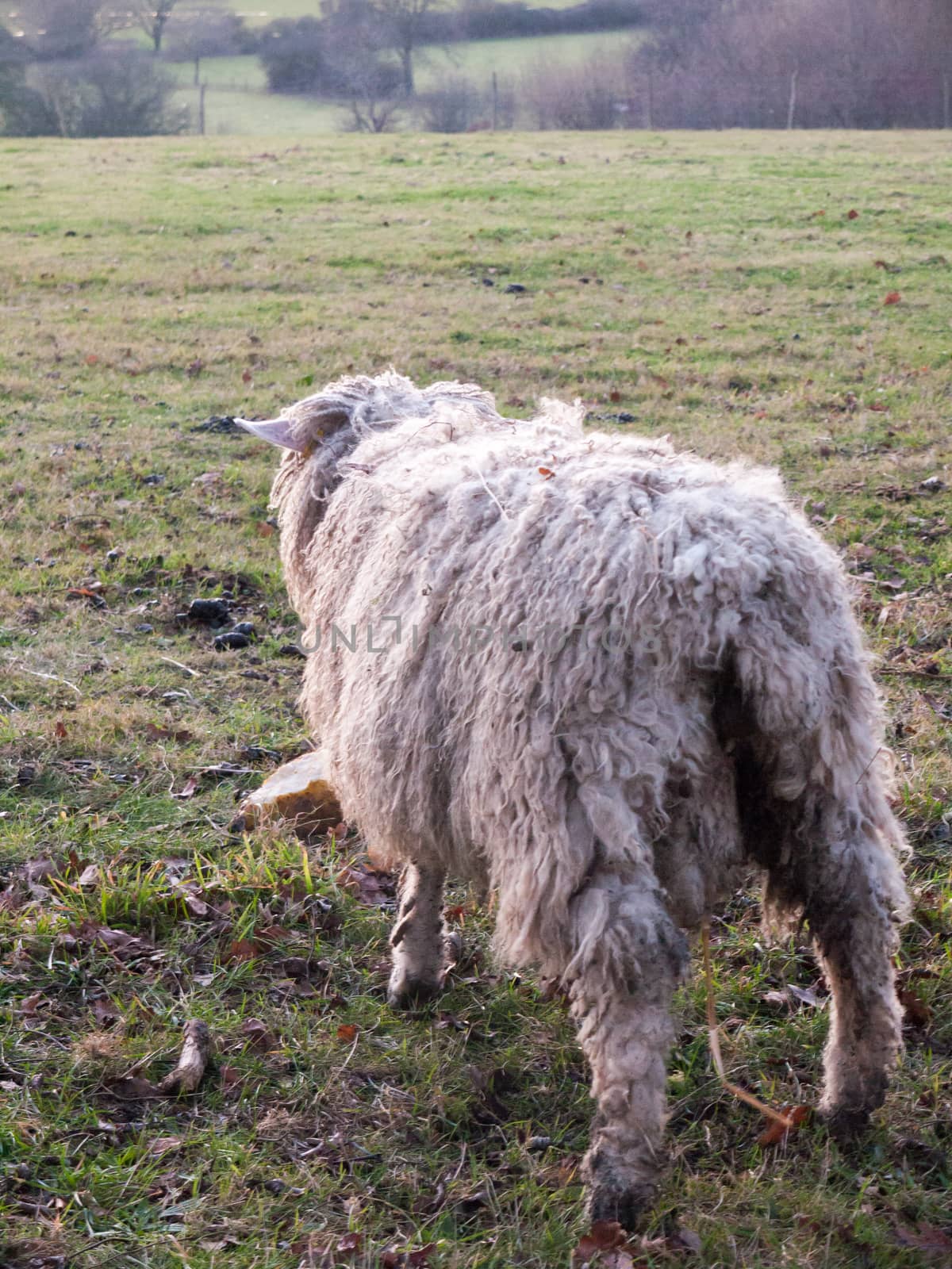 english uk farm sheep feeding grazing autumn cold by callumrc