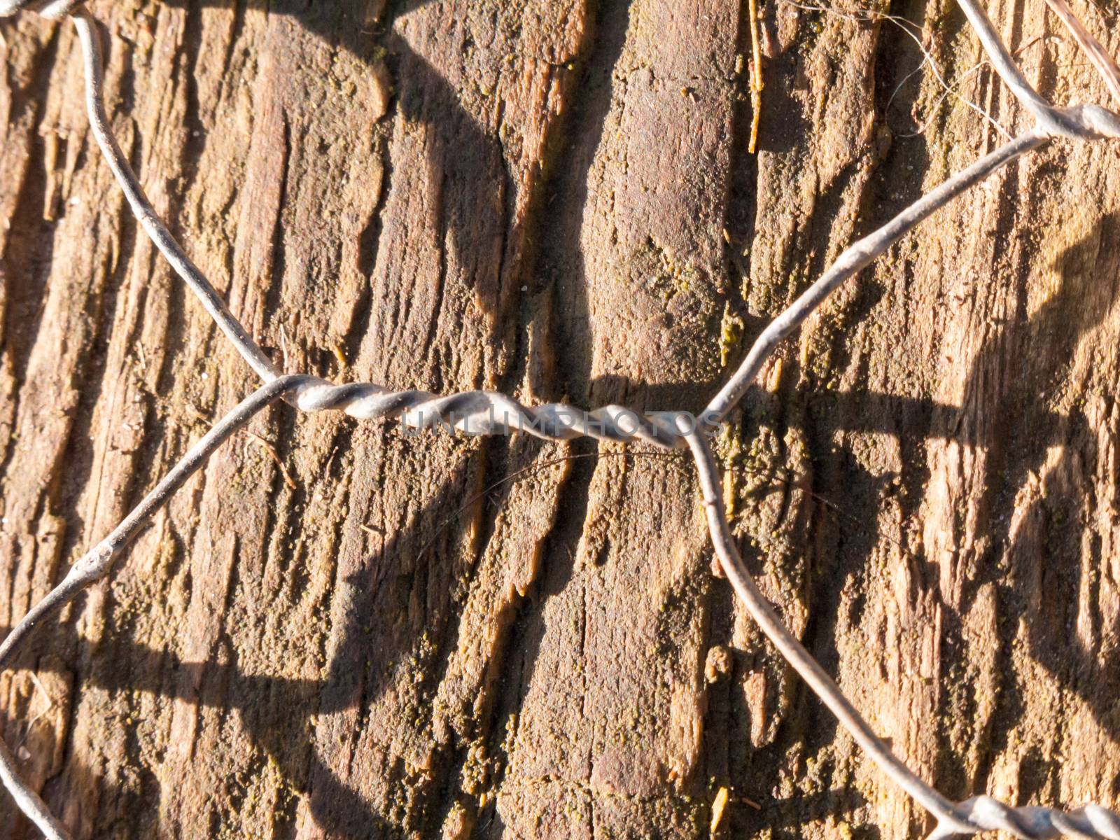 close up of twisted metal wire on forest floor wood plank; essex; england; uk