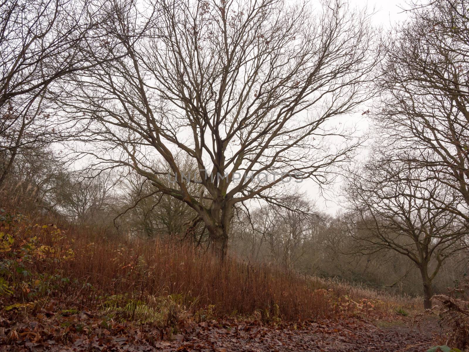 bare branch tree grass dark overcast autumn day moody; essex; england; uk