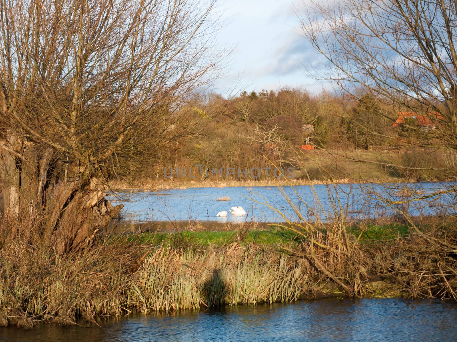 two swans family far water winter autumn animals; essex; england; uk
