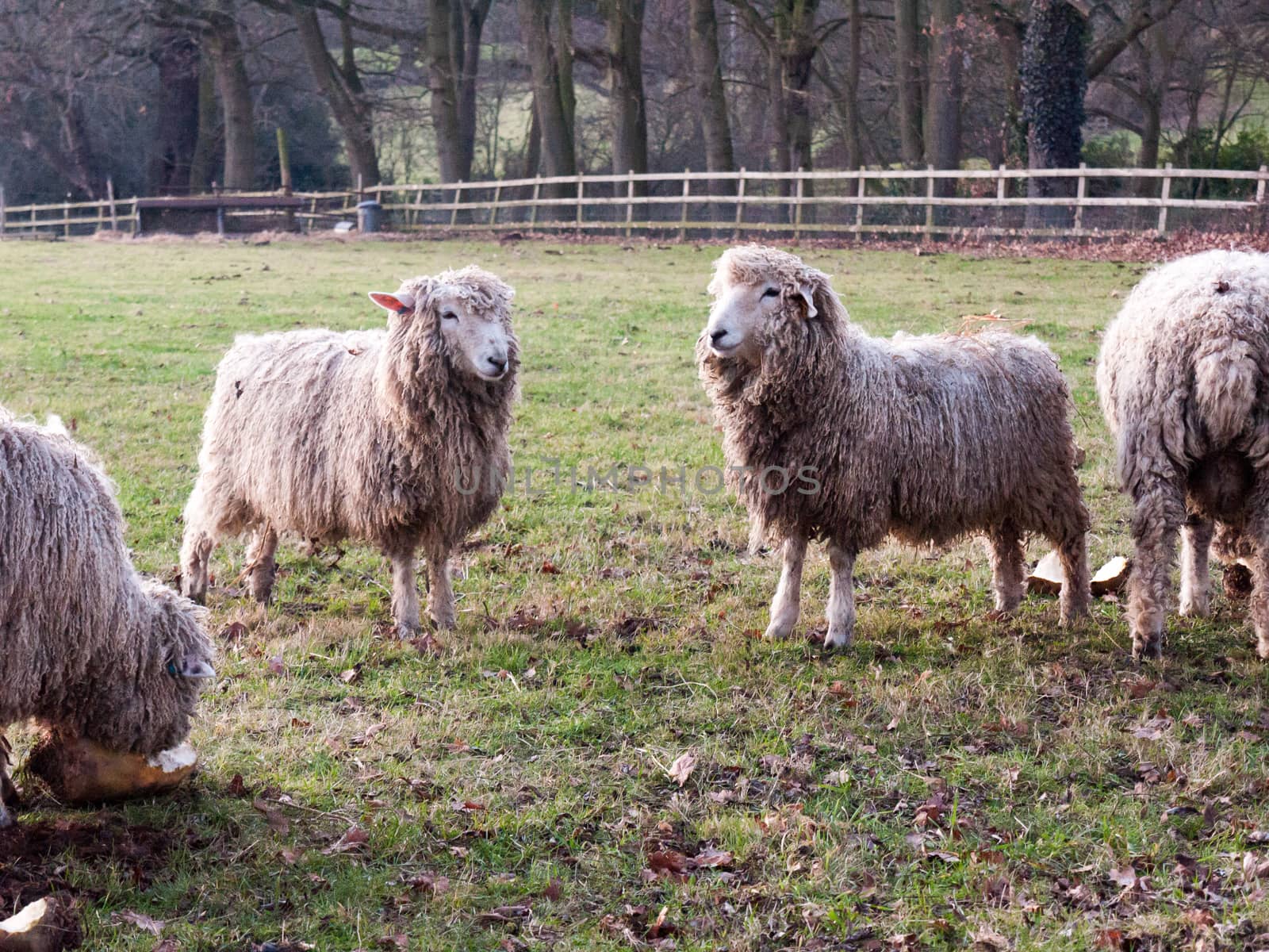 english uk farm sheep feeding grazing autumn cold; essex; england; uk