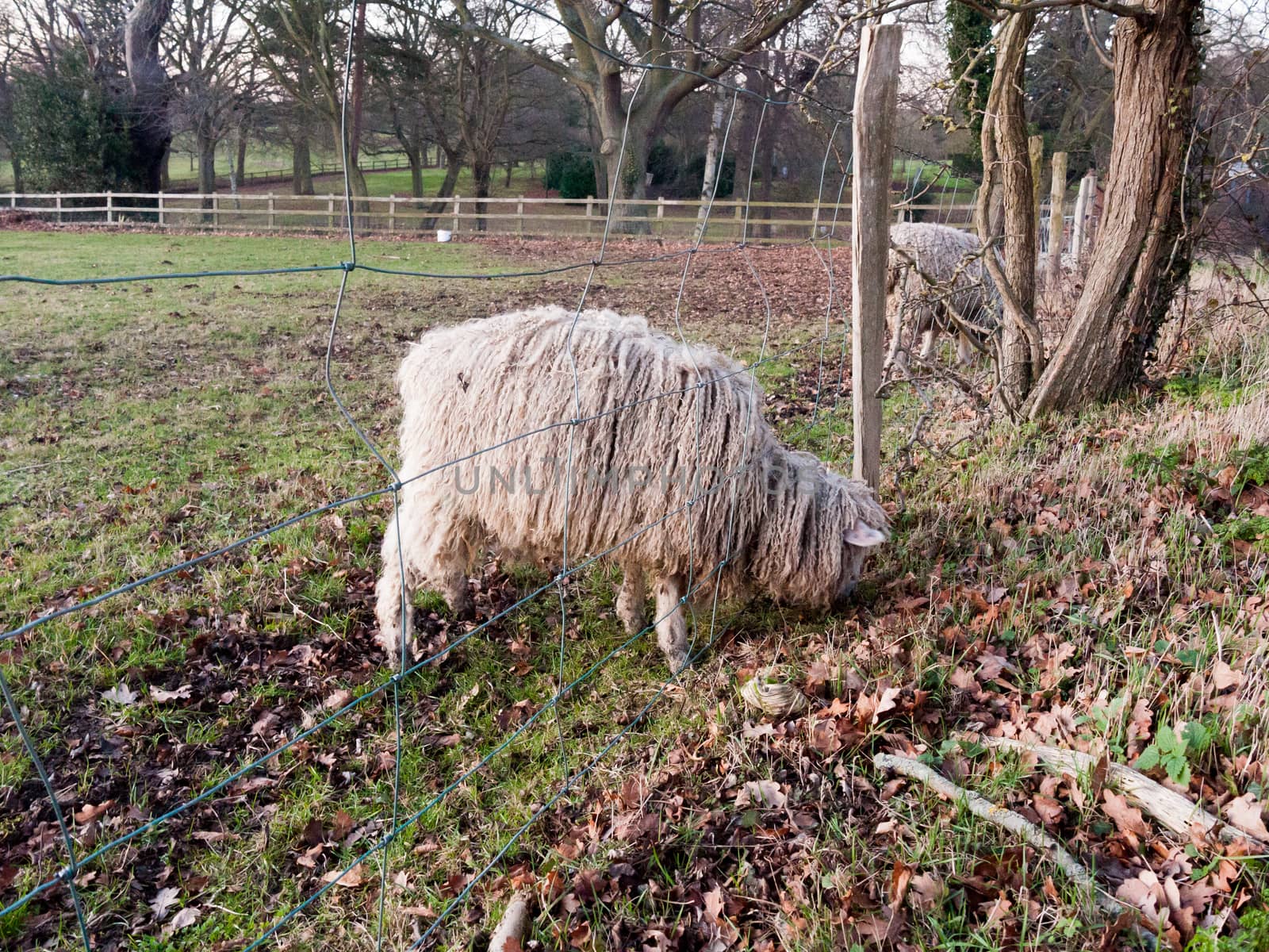 close up english uk farm sheep feeding grazing autumn cold; essex; england; uk