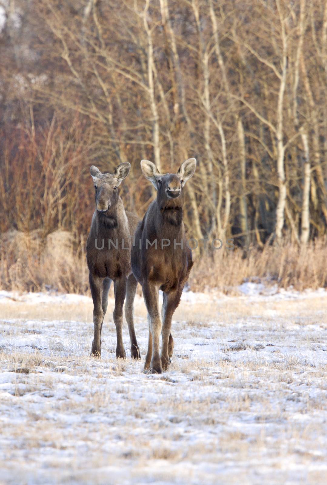 Prairie Moose Saskatchewan Canada cow calf trees