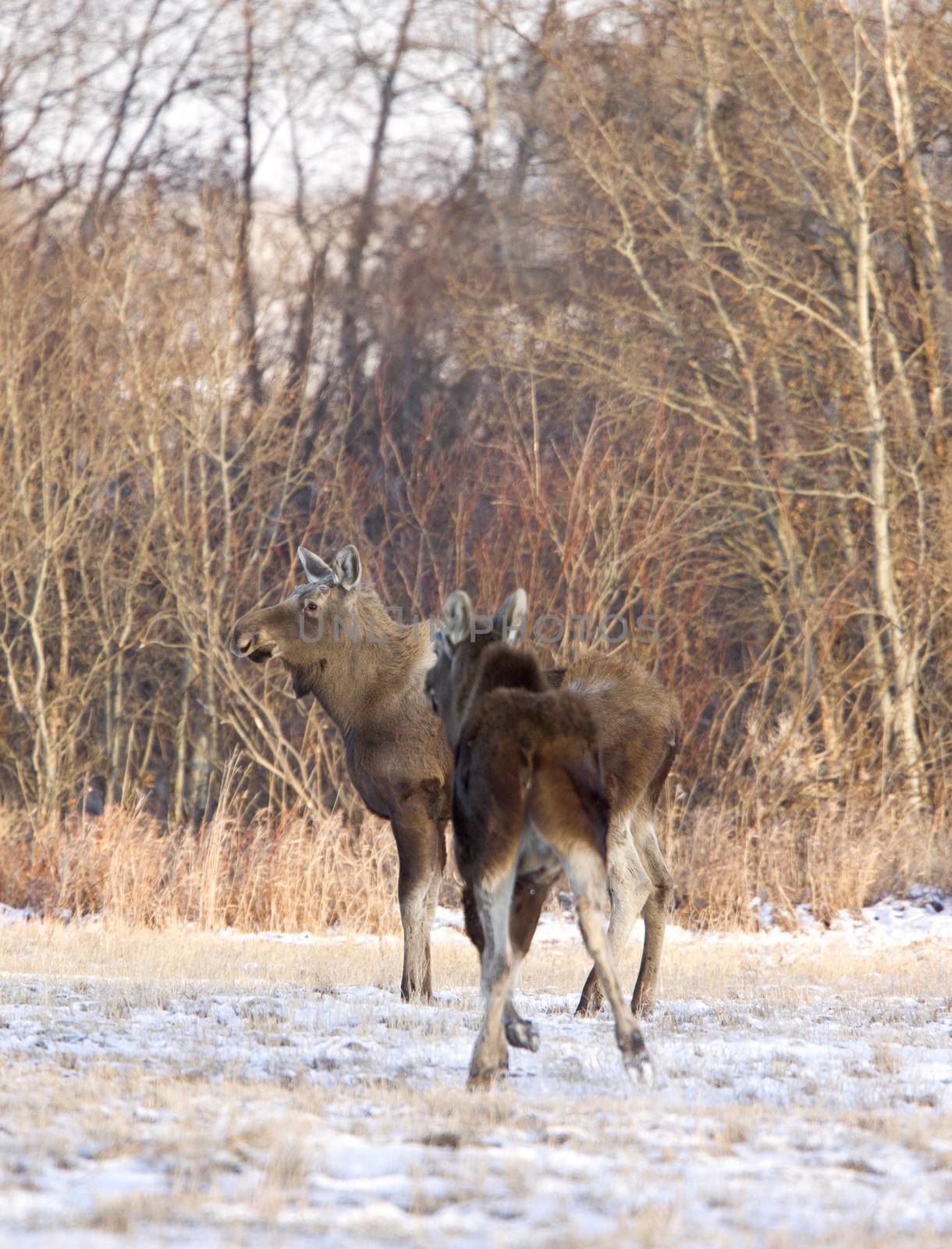 Prairie Moose Saskatchewan Canada cow calf trees