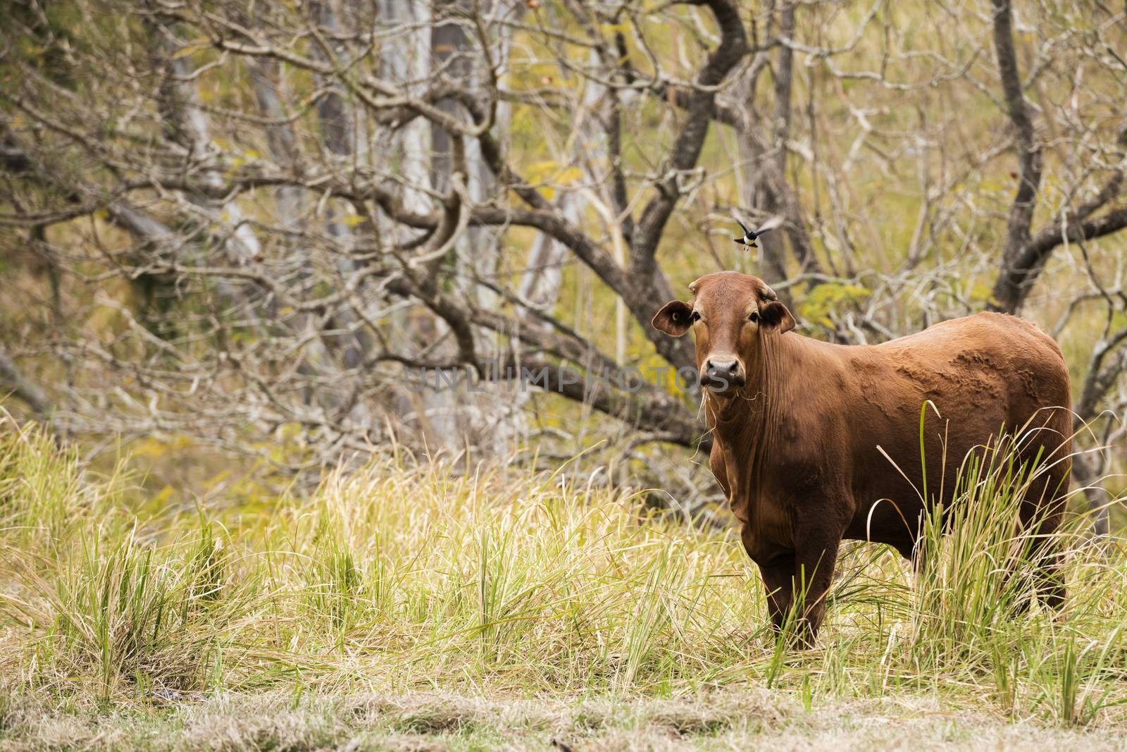 Australian cow on the farm during the day.