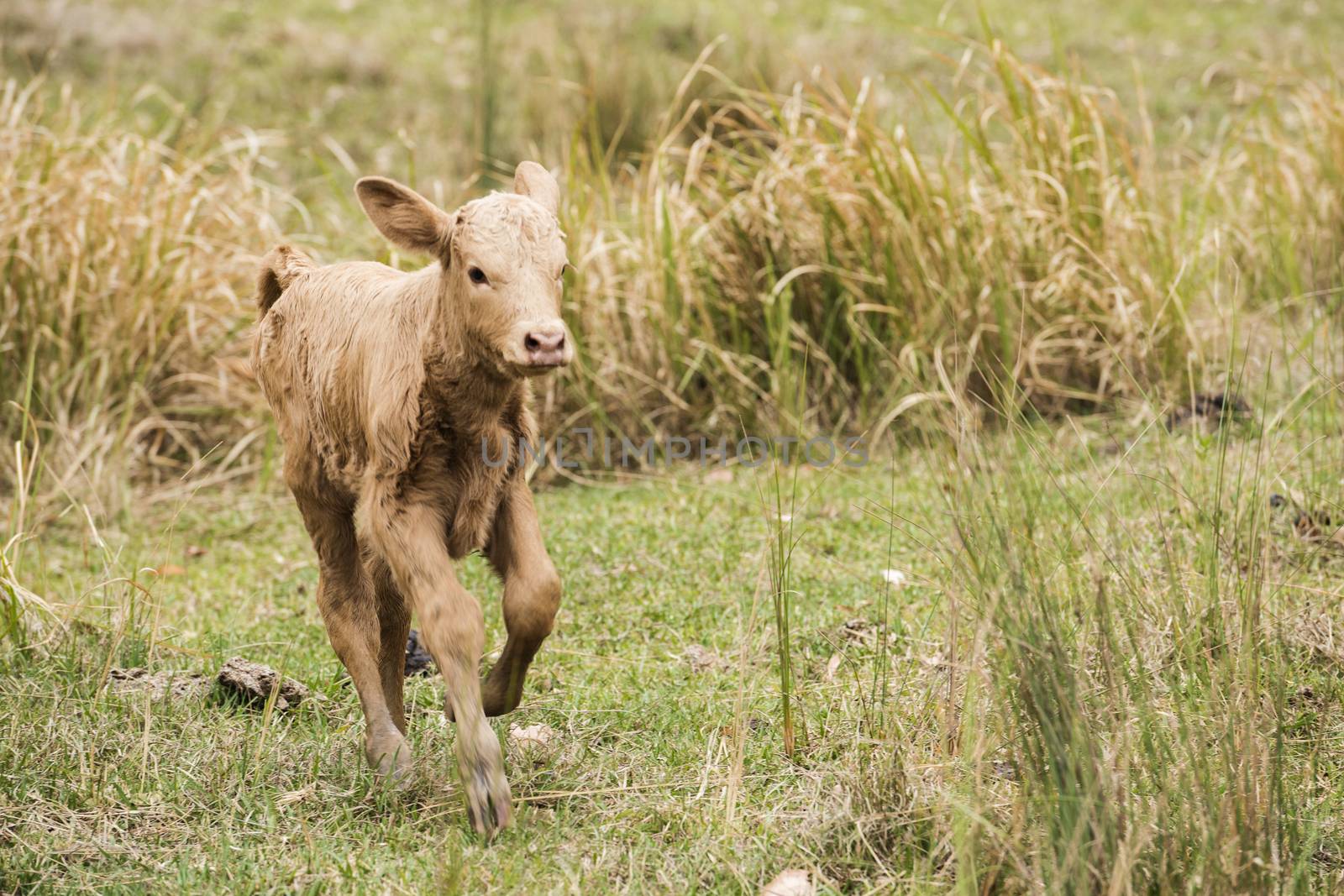 Australian cow on the farm during the day.