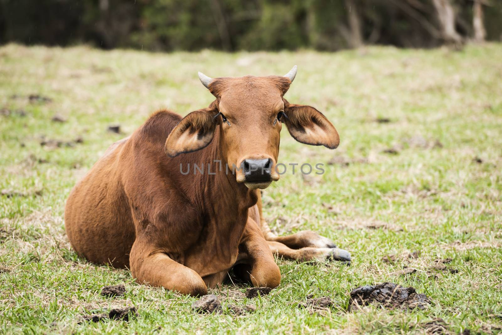 Australian cow on the farm during the day.