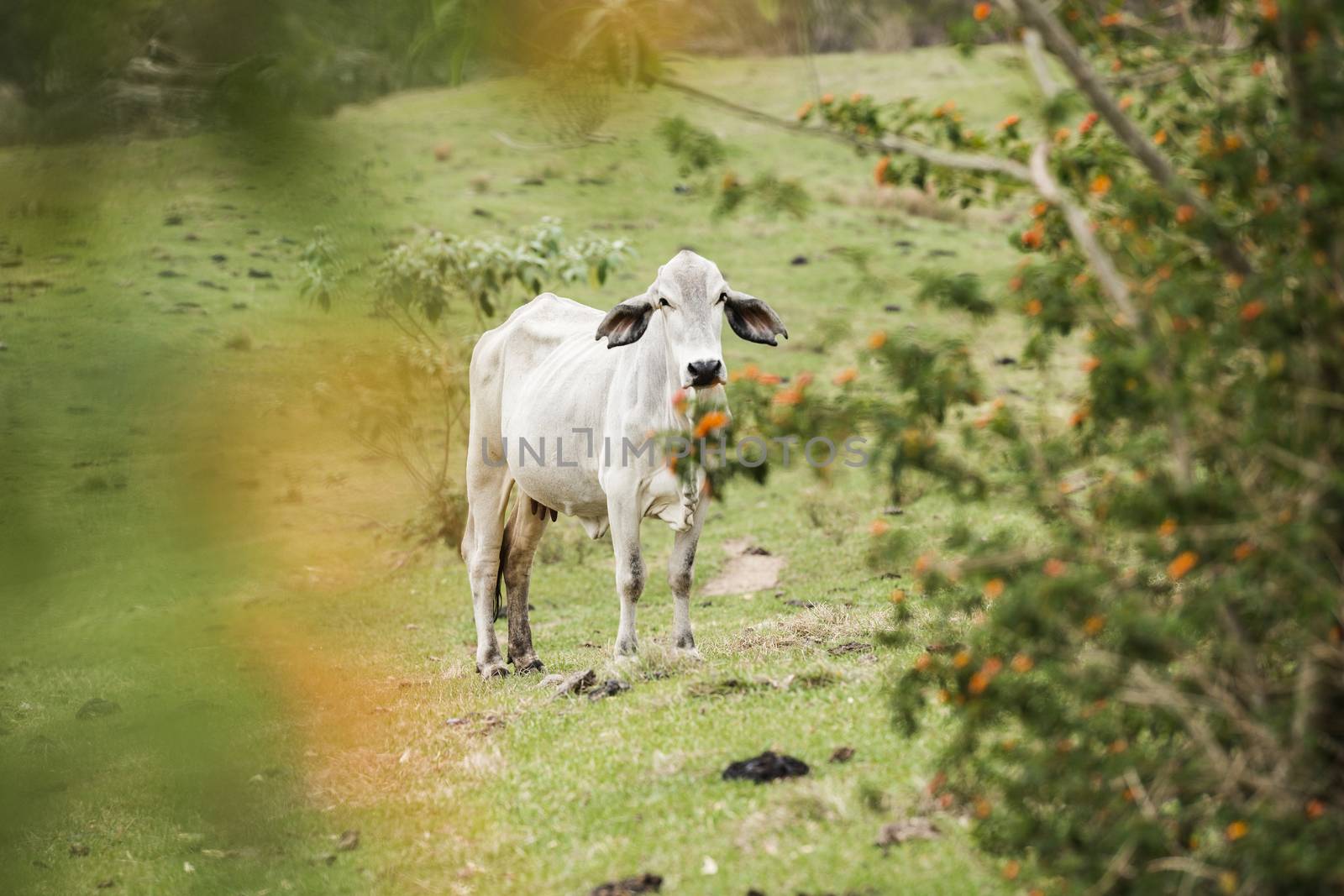 Australian cow on the farm during the day.