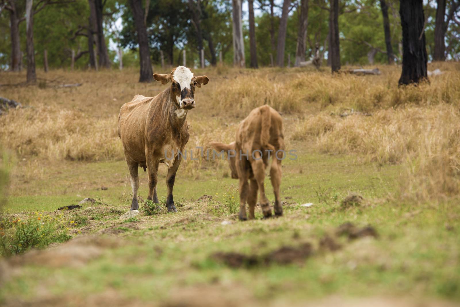 Australian cows on the farm during the day.